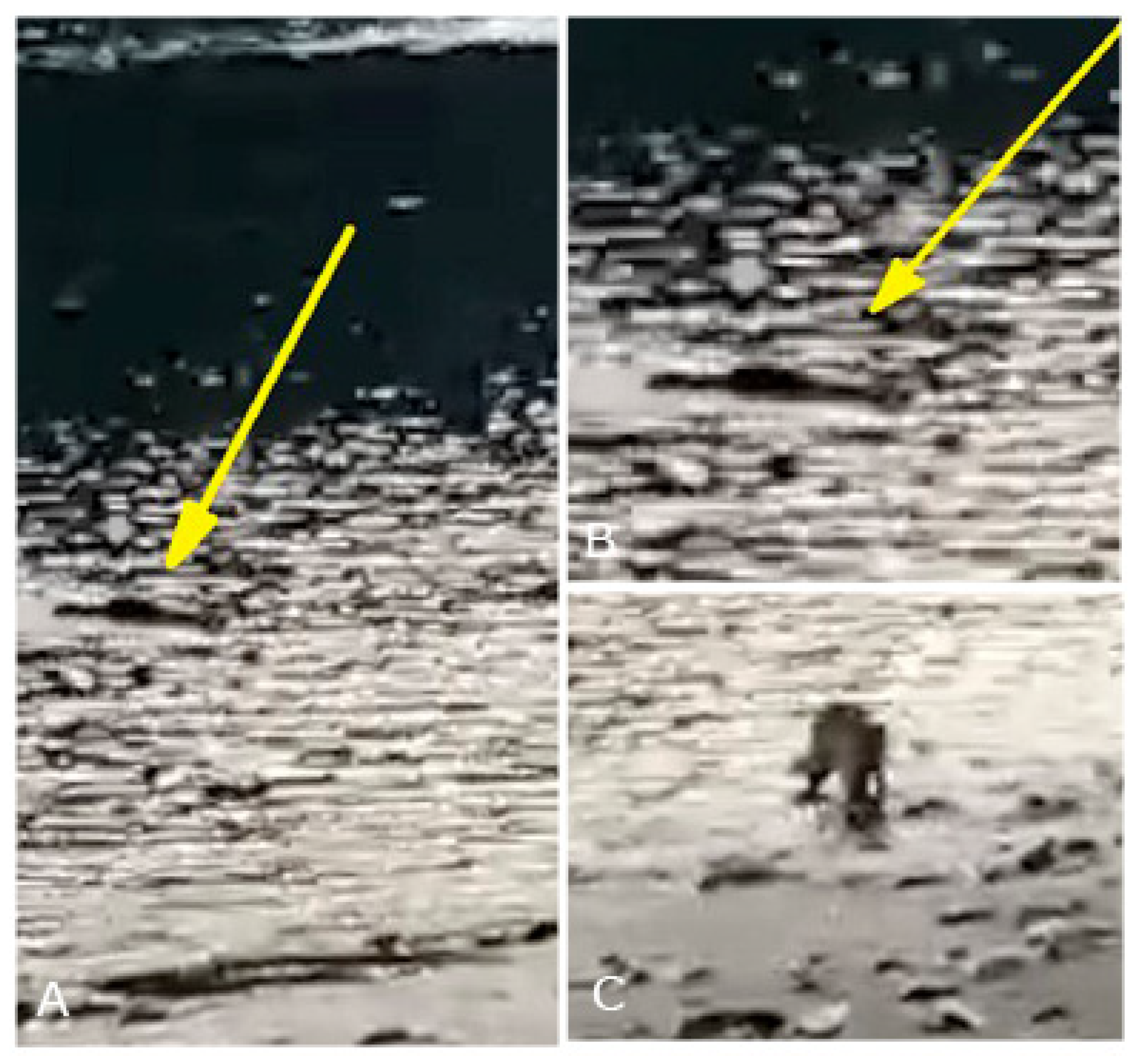 Animals 14 02879 g002