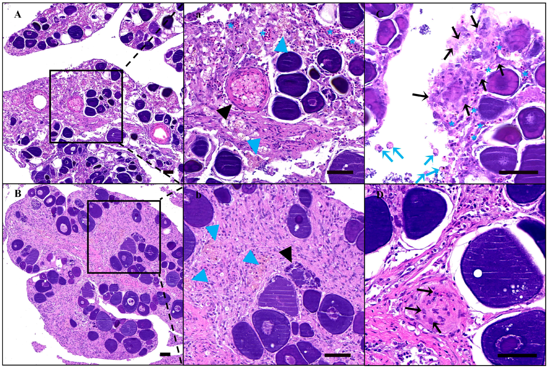 Animals 14 02887 g008