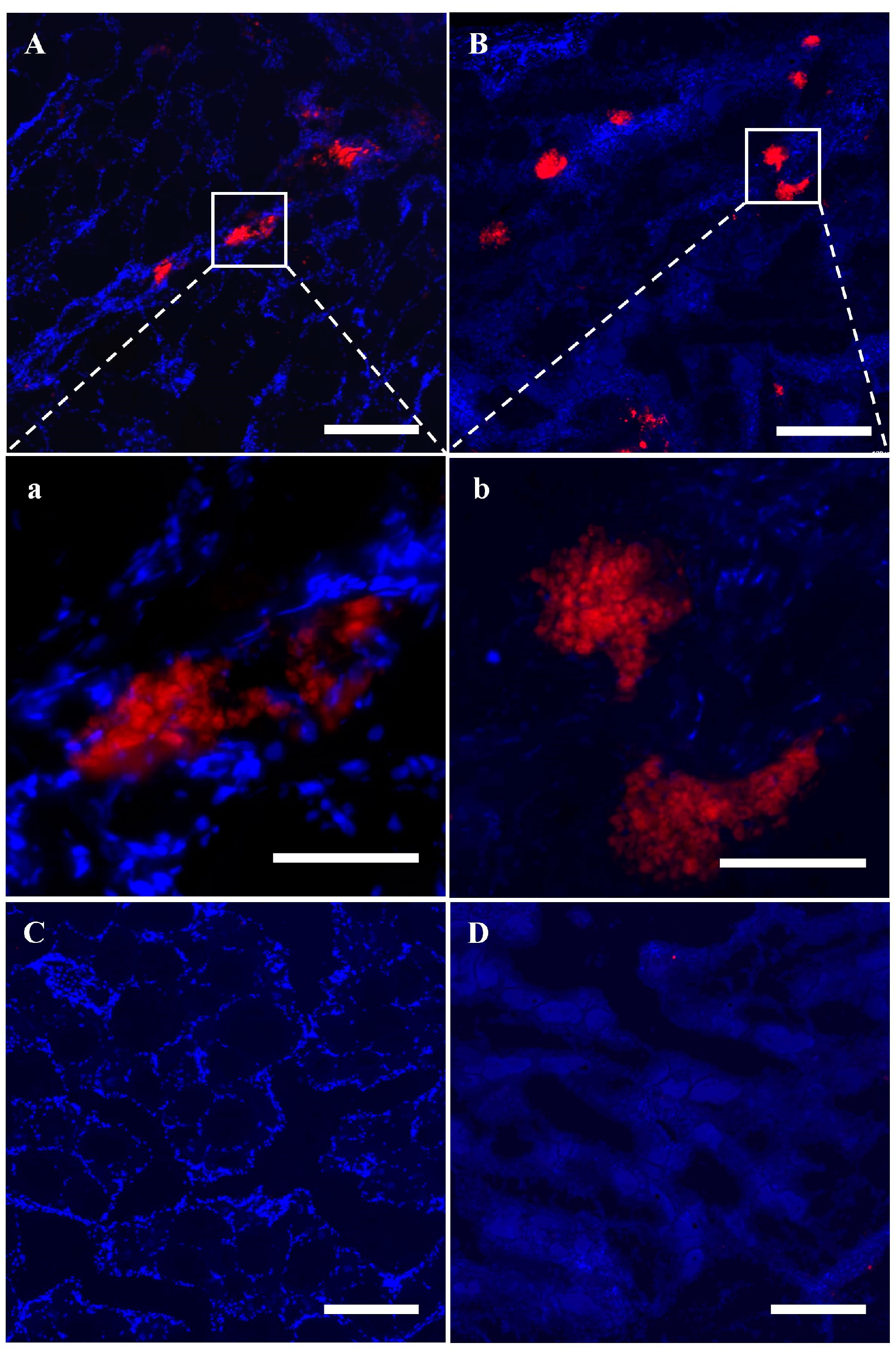 Animals 14 02887 g009
