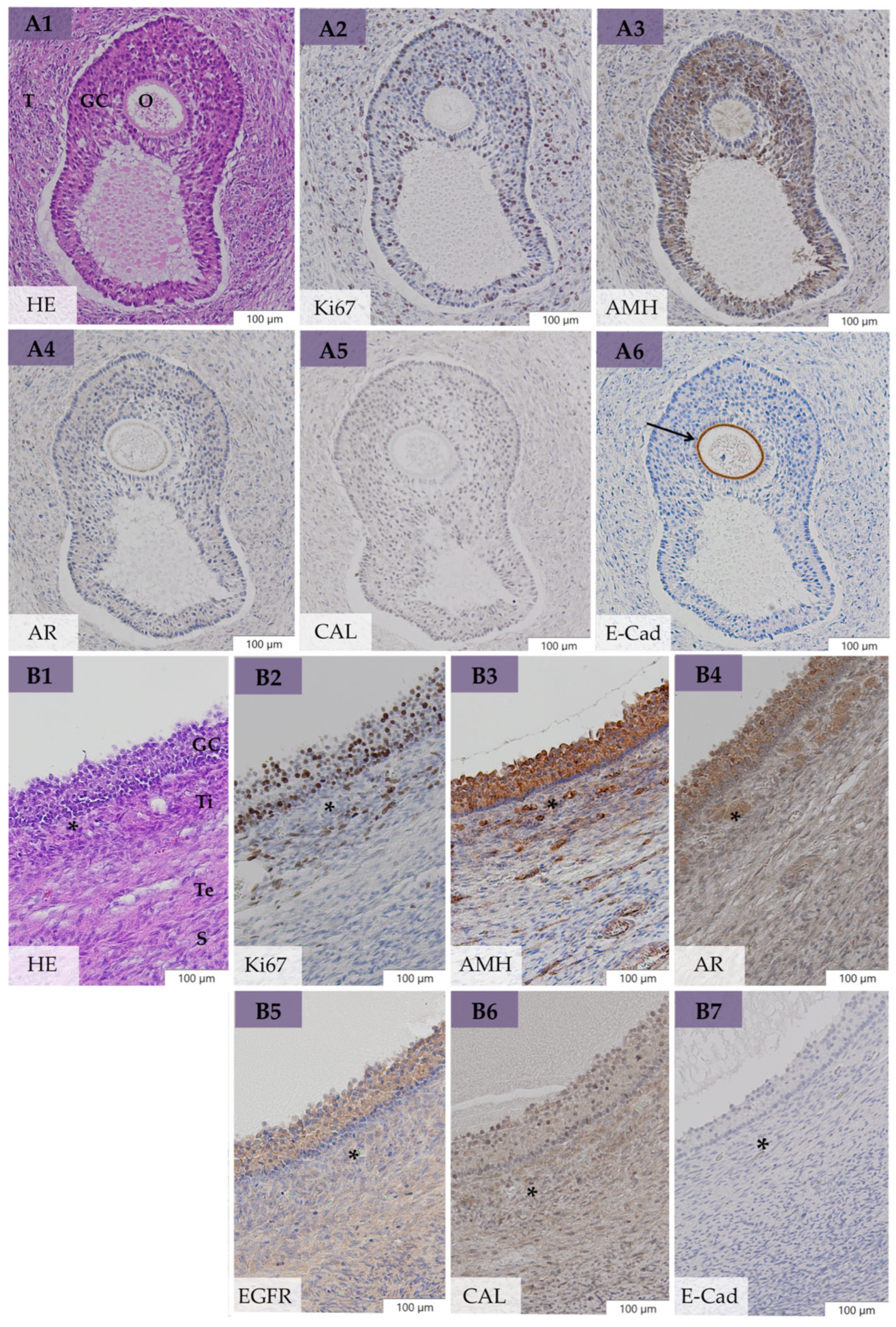 Animals 14 02899 g004 Animals 14 02899 g004