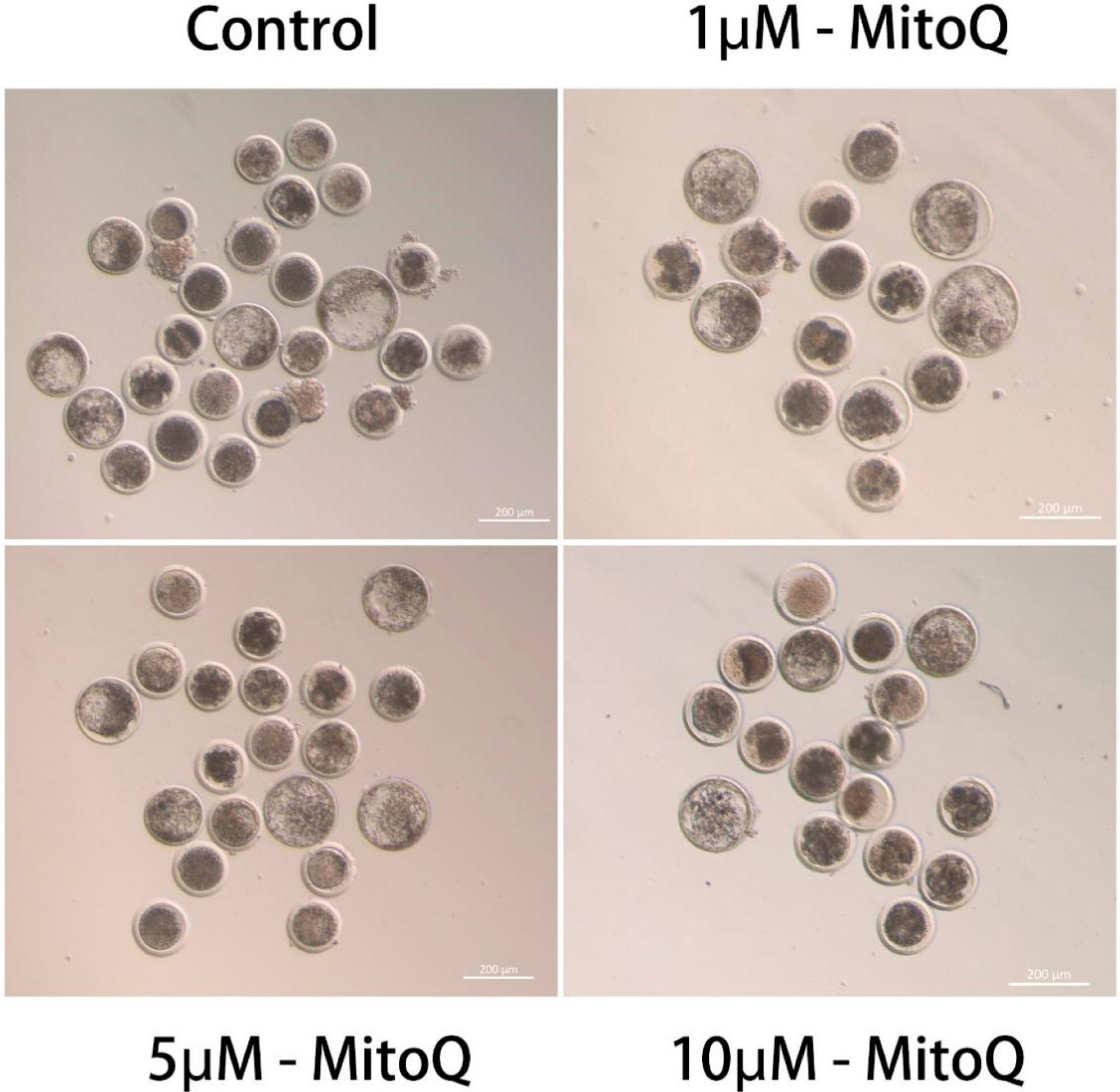 Animals 14 02929 g001