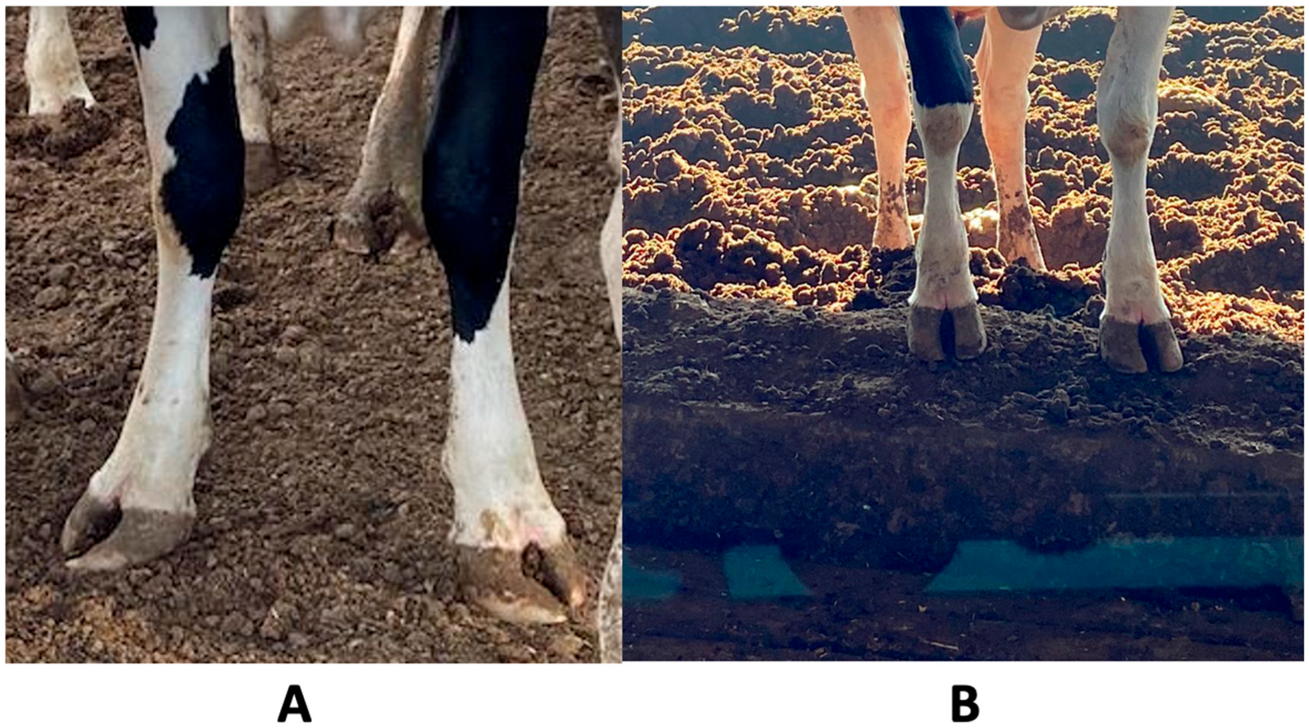 Animals 14 02930 g001 Animals 14 02930 g001