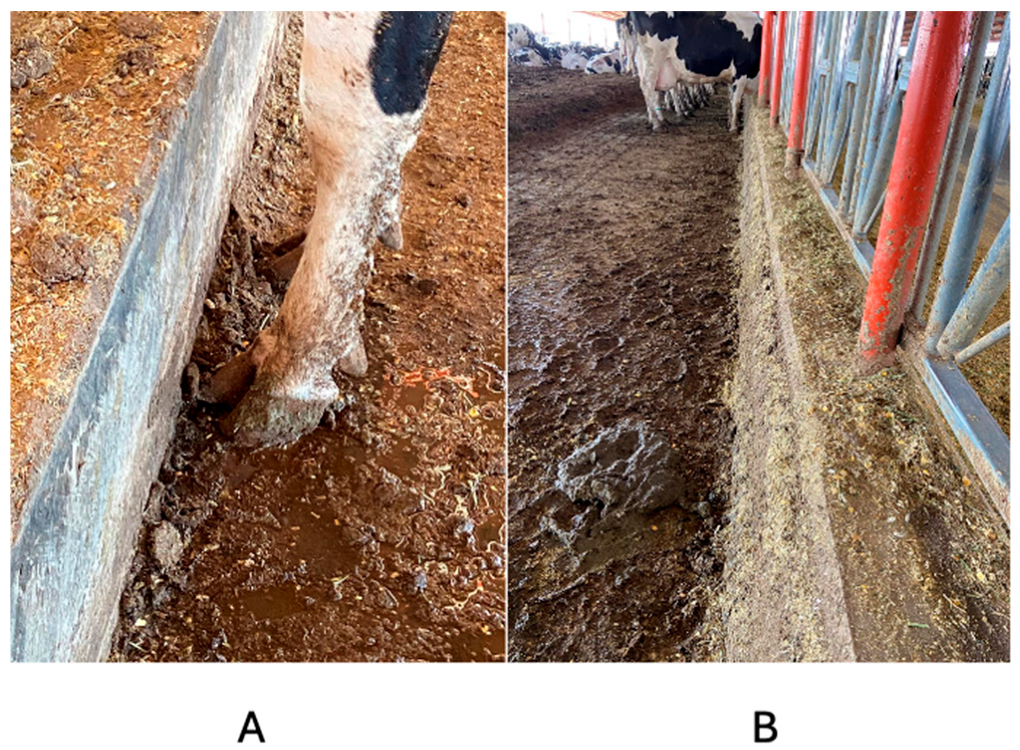 Animals 14 02930 g007 Animals 14 02930 g007