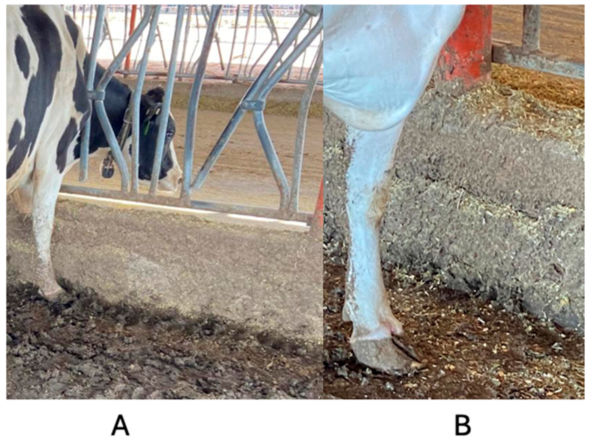 Animals 14 02930 g008 Animals 14 02930 g008