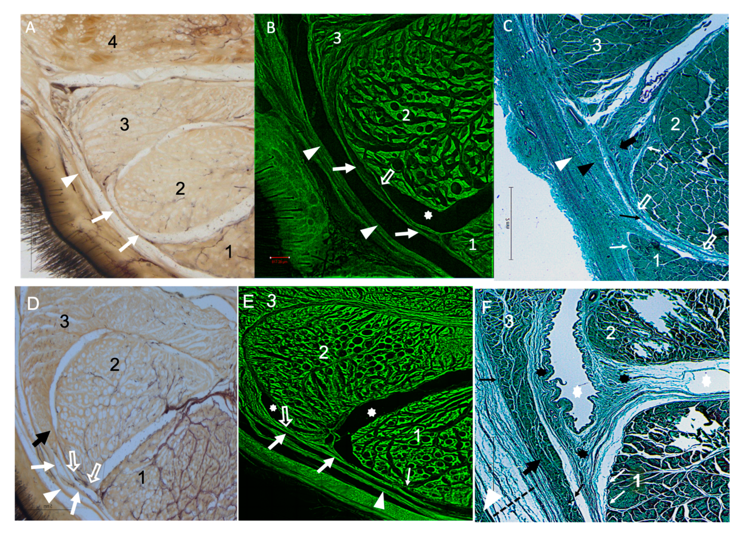 Animals 14 02952 g005