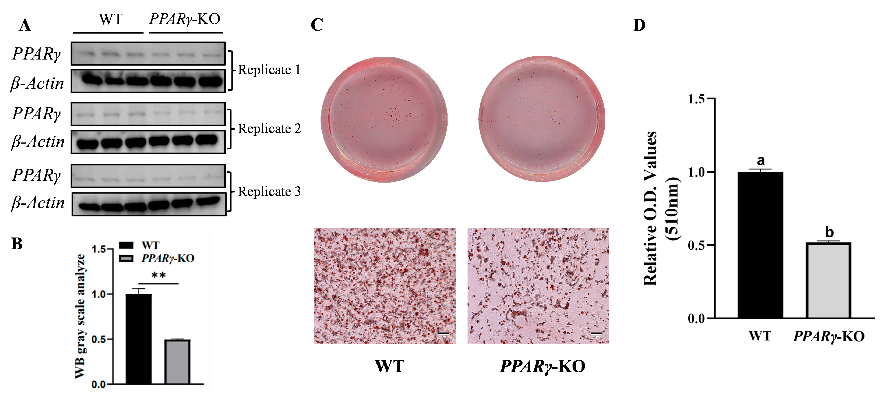 Animals 14 02973 g005