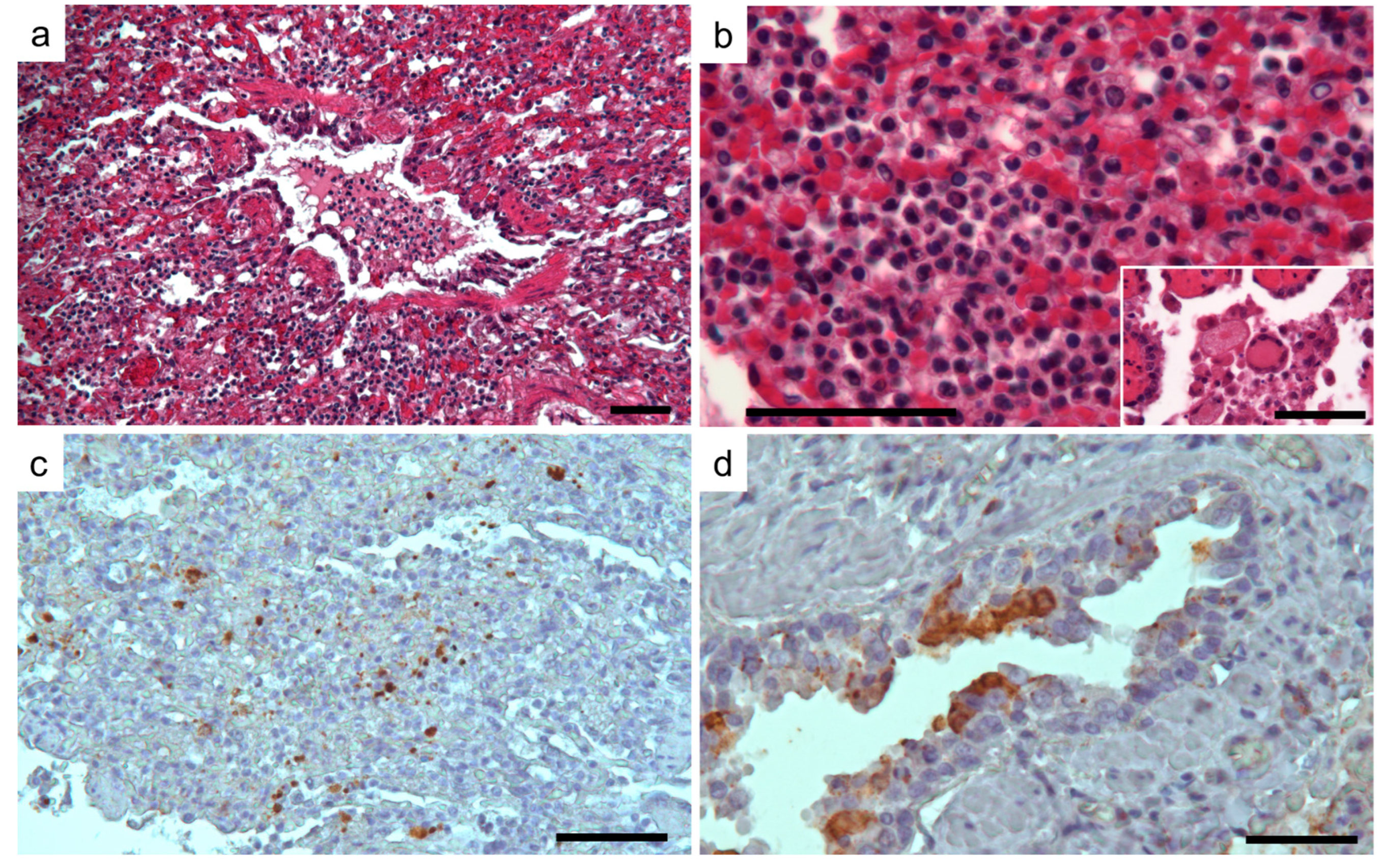 Animals 14 03134 g006