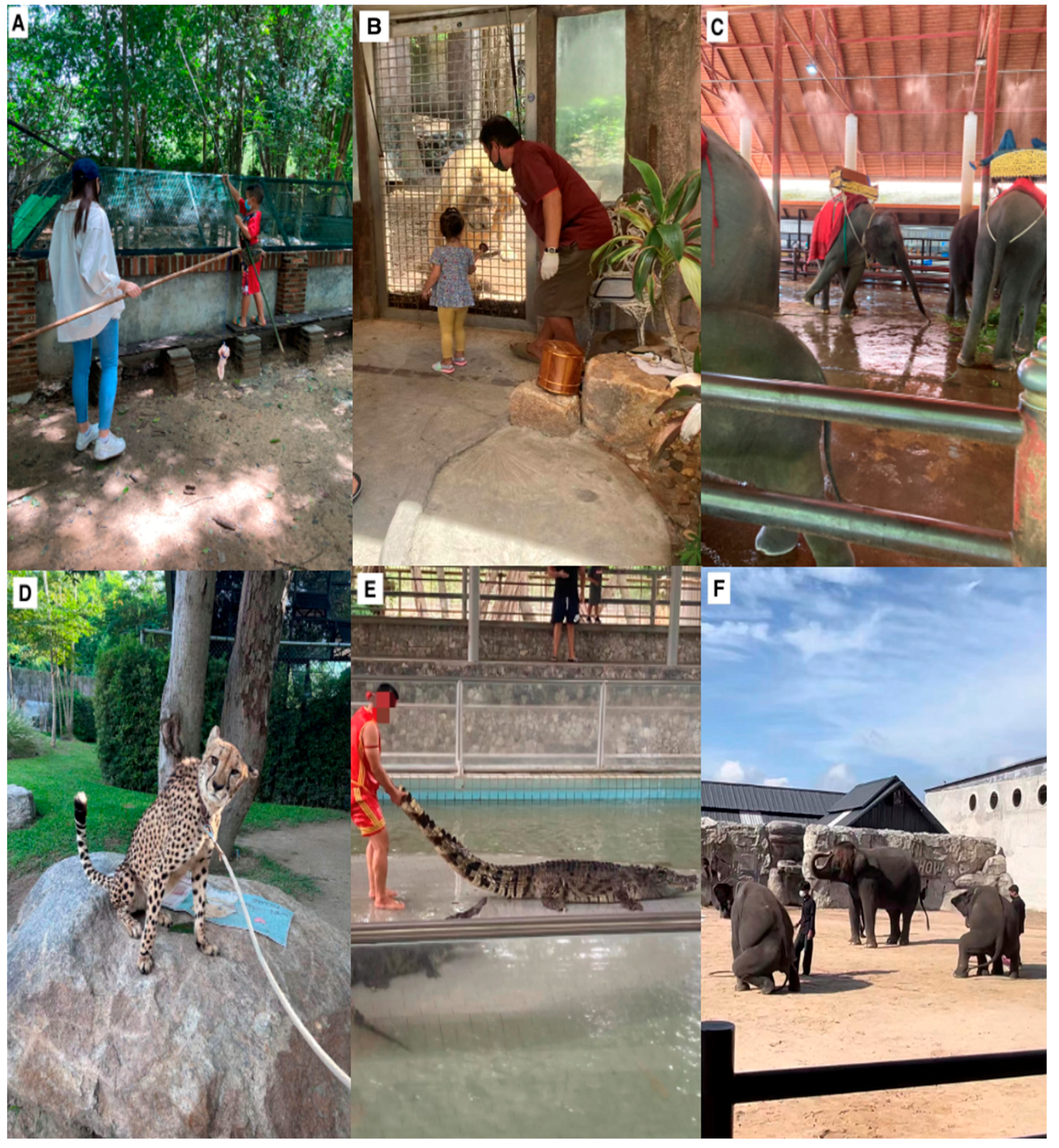 Animals 14 03167 g003