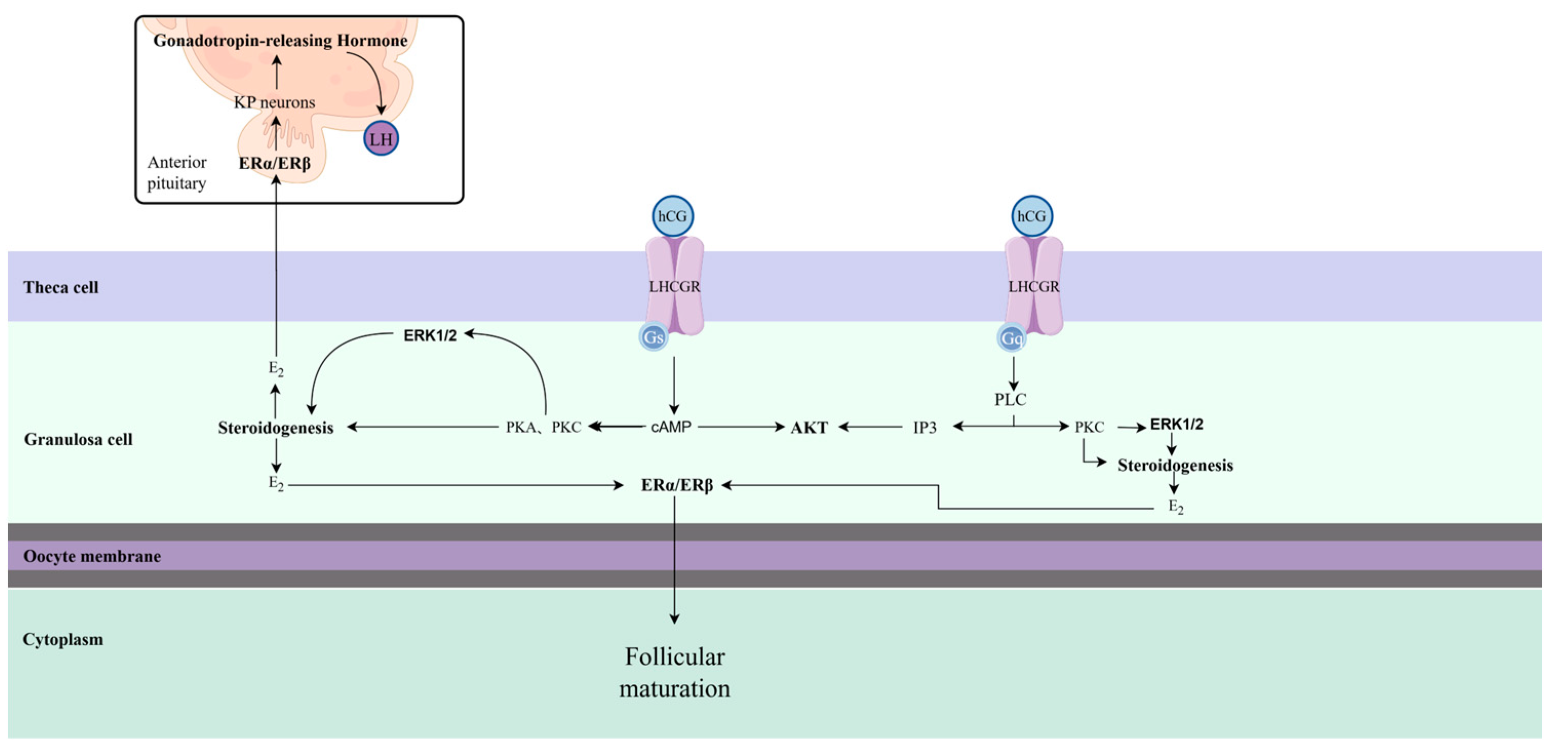 Animals 14 03266 g001