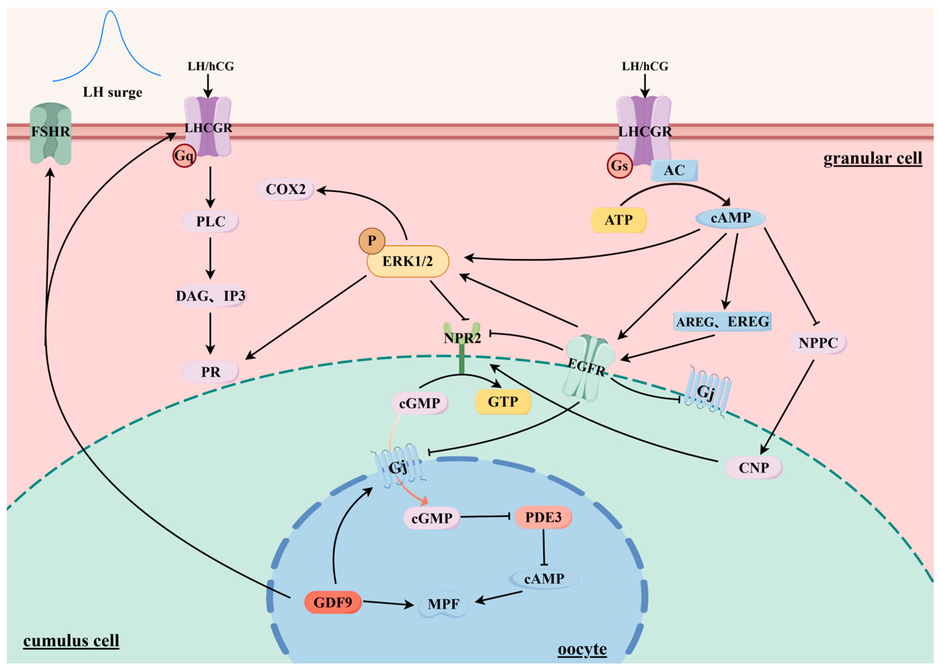 Animals 14 03266 g002