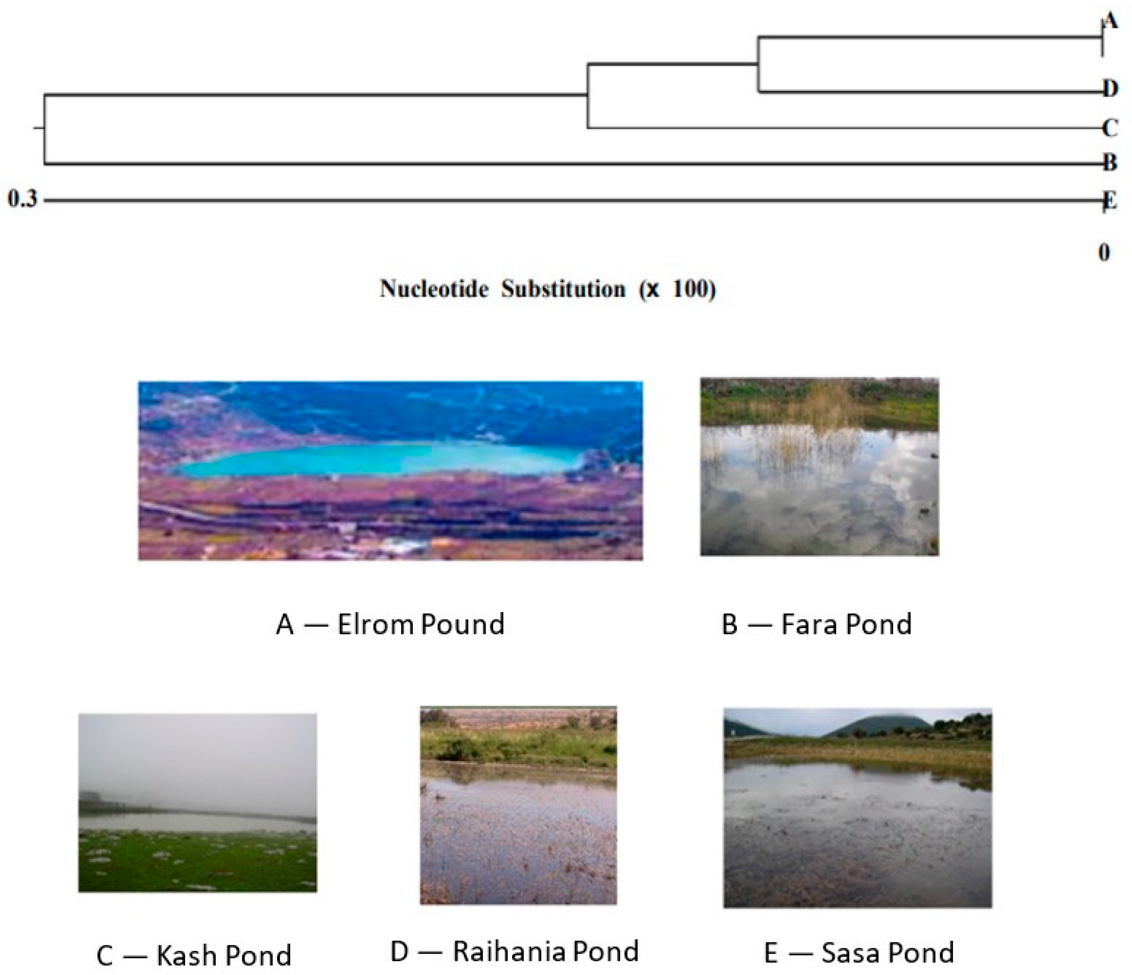 Animals 14 03351 g004