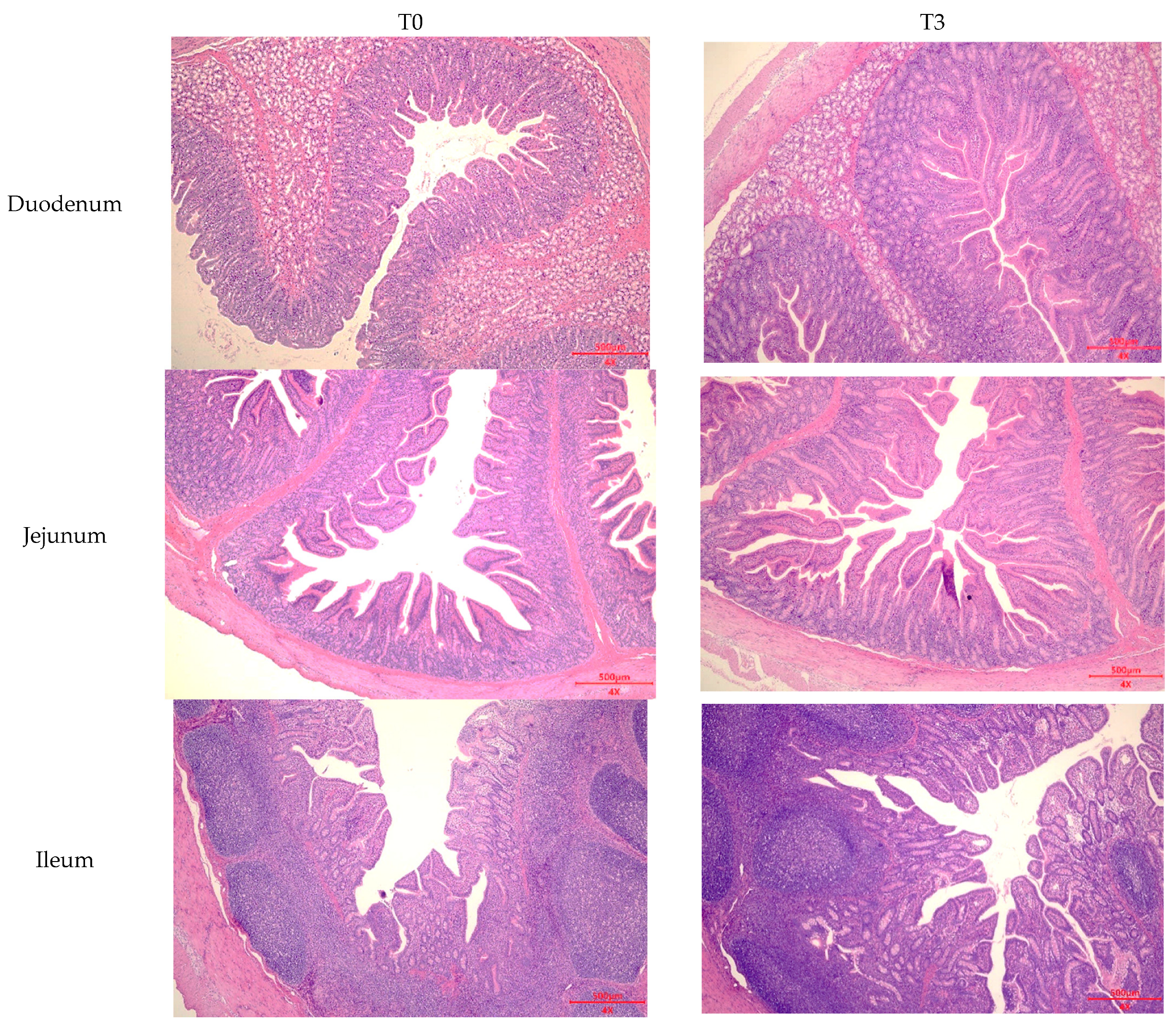 Animals 14 03382 g0a1