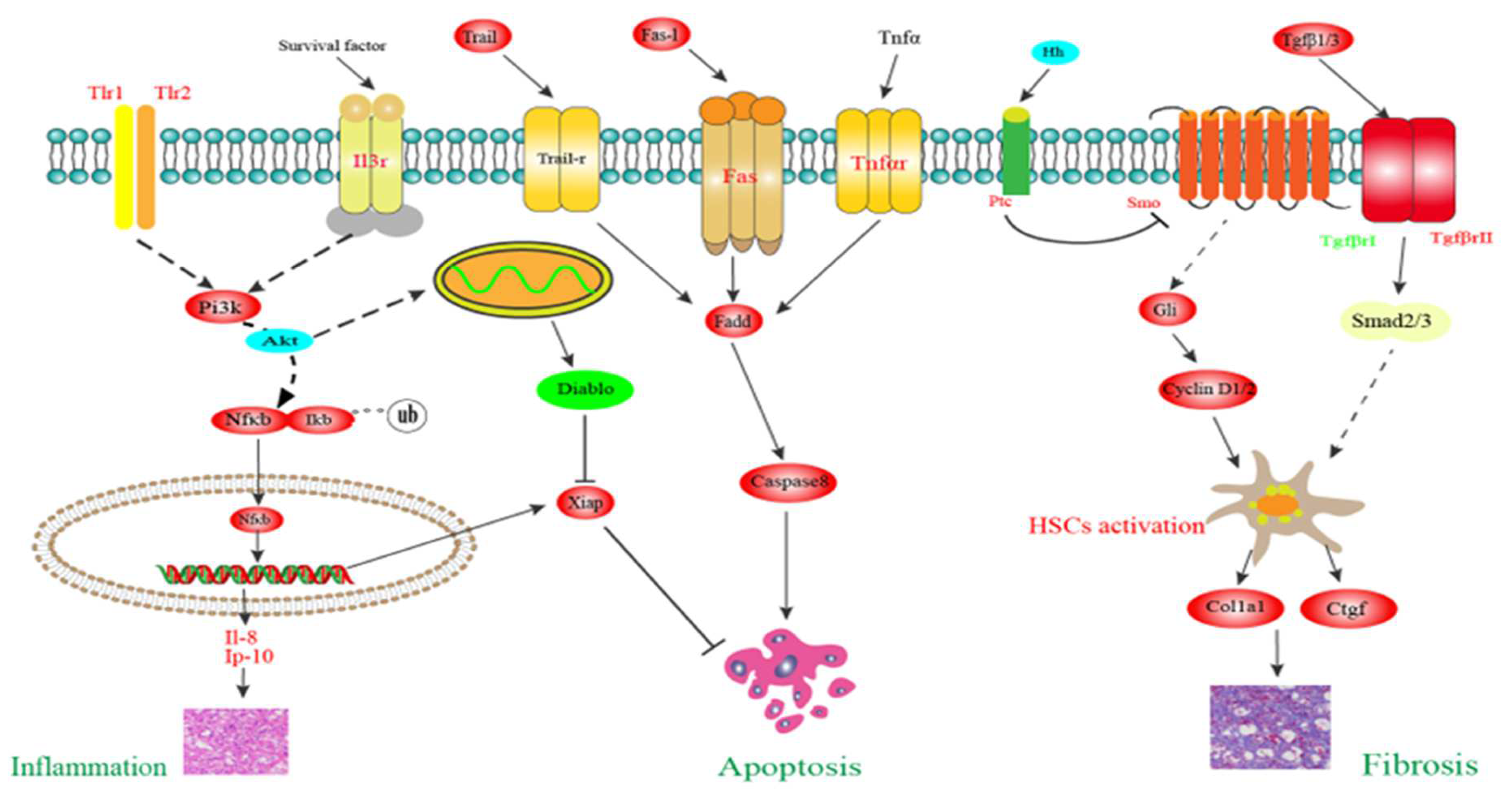 Animals 14 03394 g008