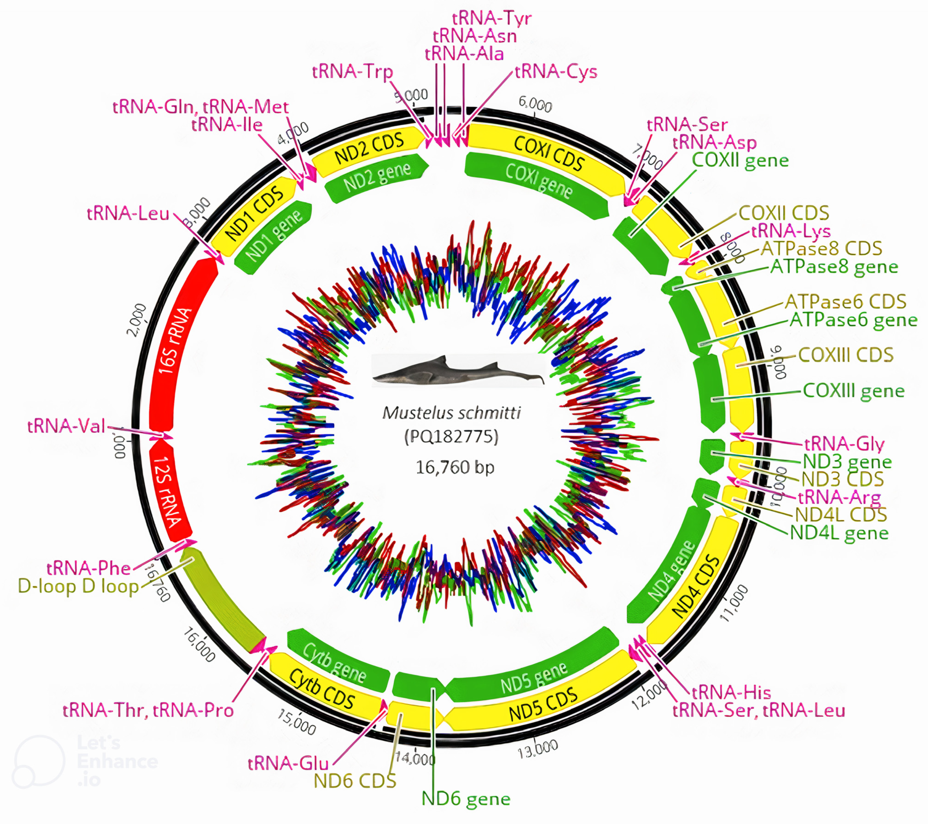 Animals 14 03396 g002