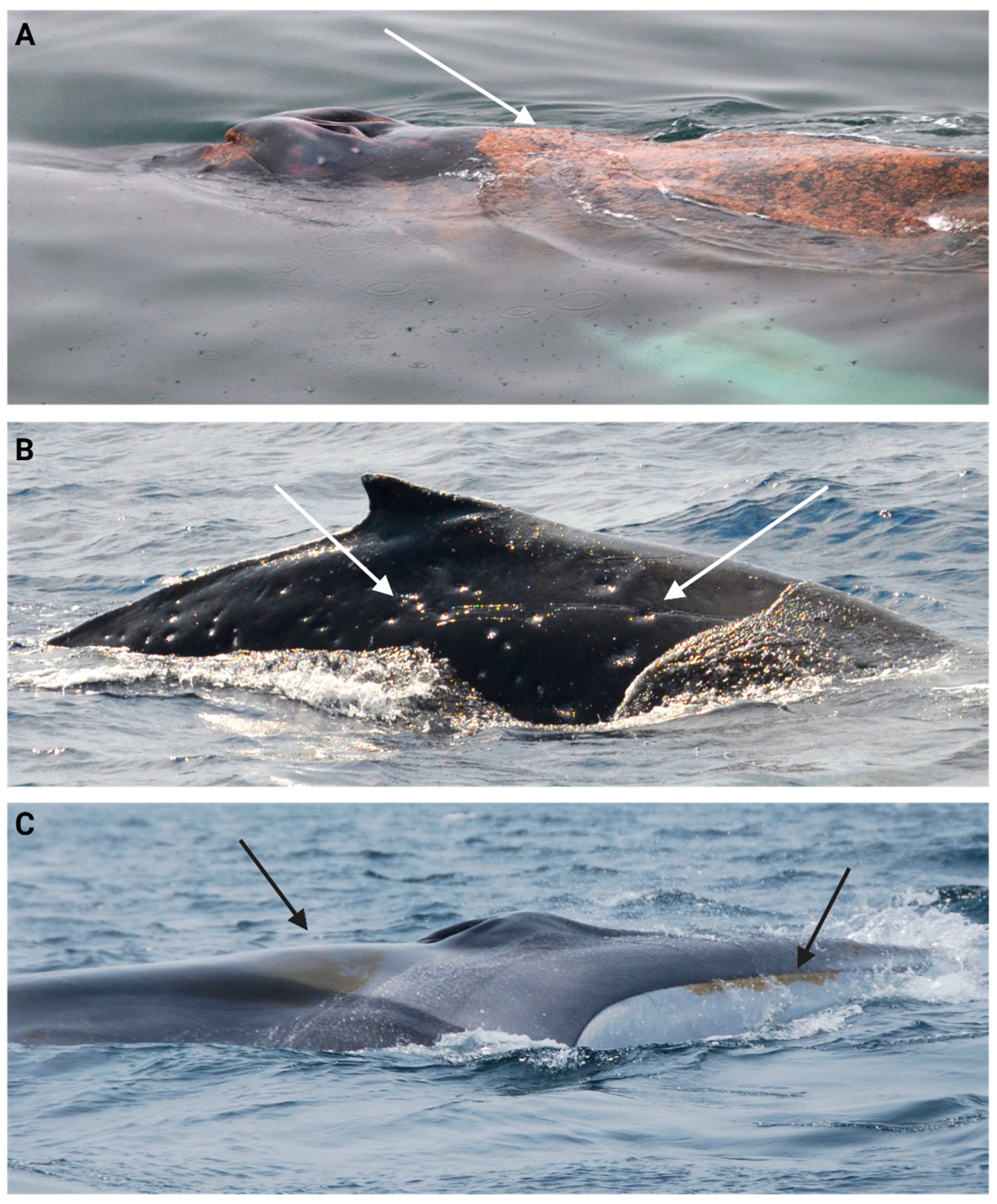 Animals 14 03519 g006