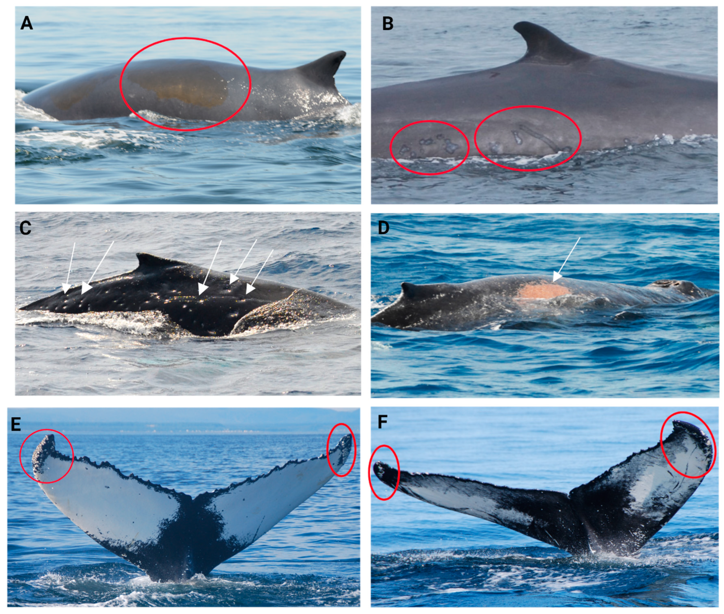 Animals 14 03519 g007