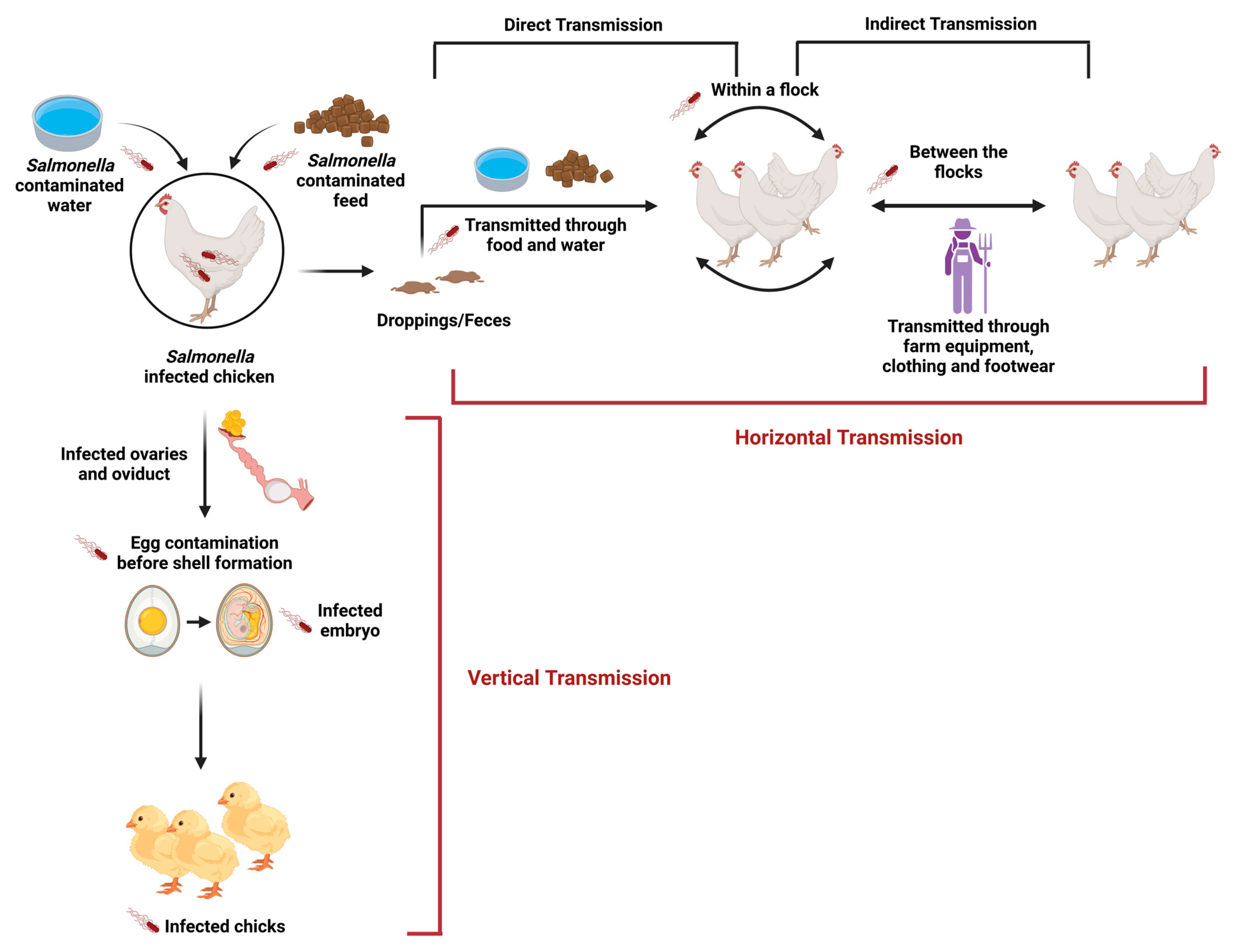 Animals 14 03578 g001 Animals 14 03578 g001