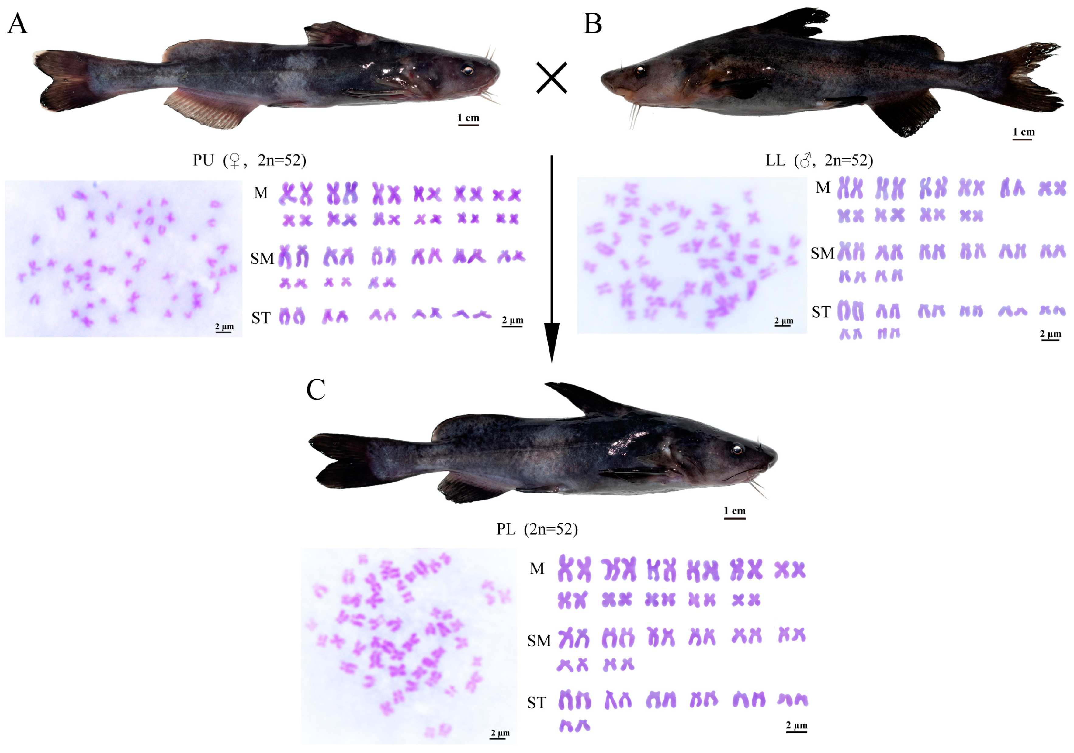 Animals 14 03617 g003