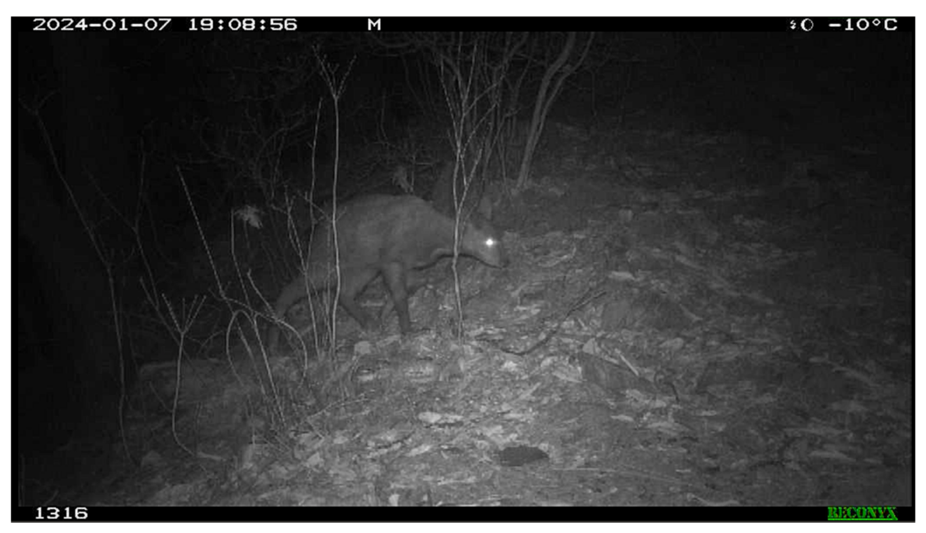 Animals 14 03662 g001