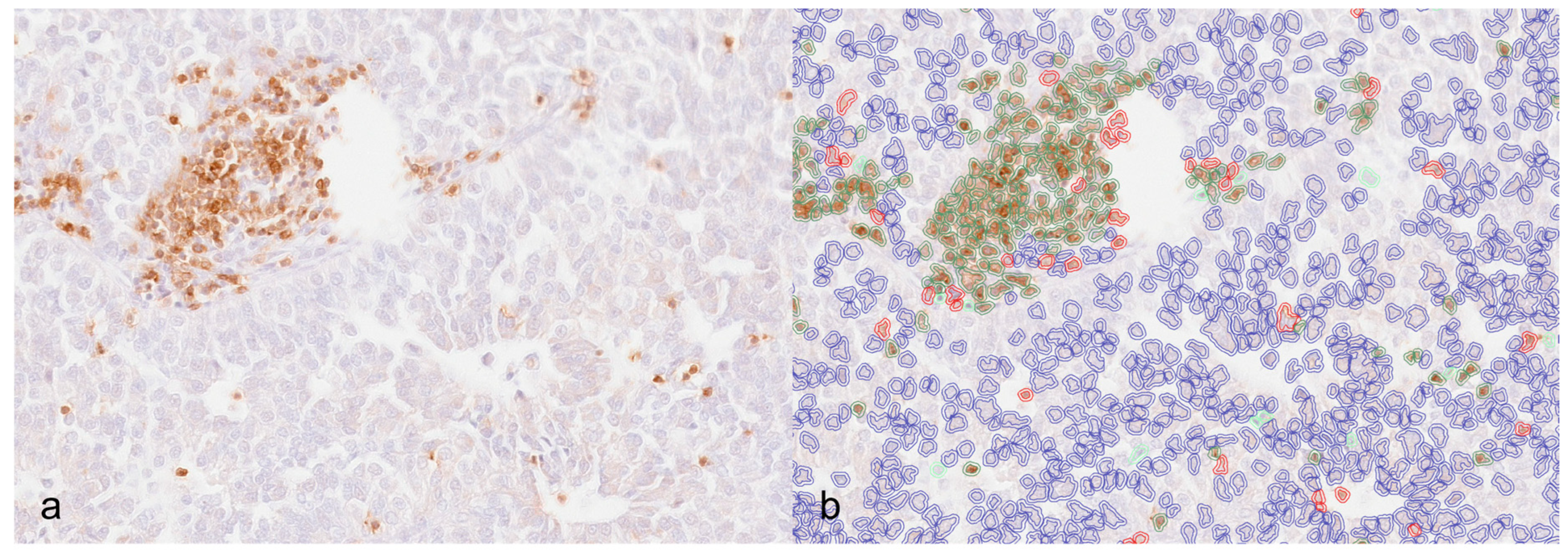 Animals 14 03696 g001