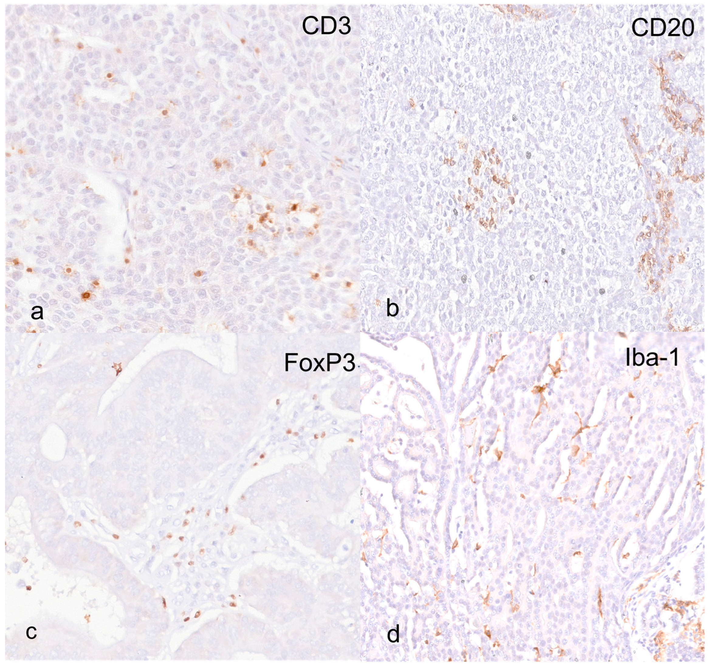 Animals 14 03696 g002