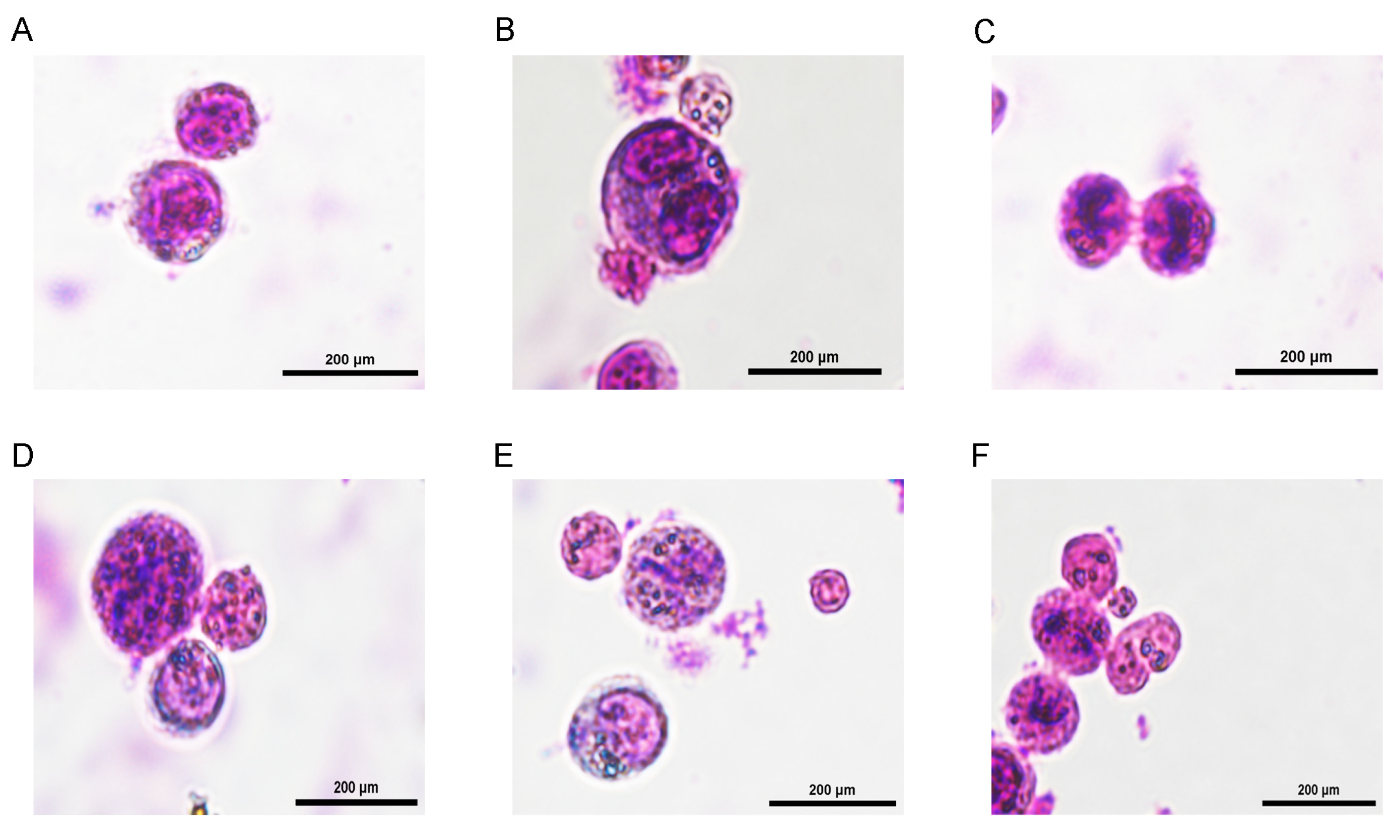 Animals 15 00023 g003