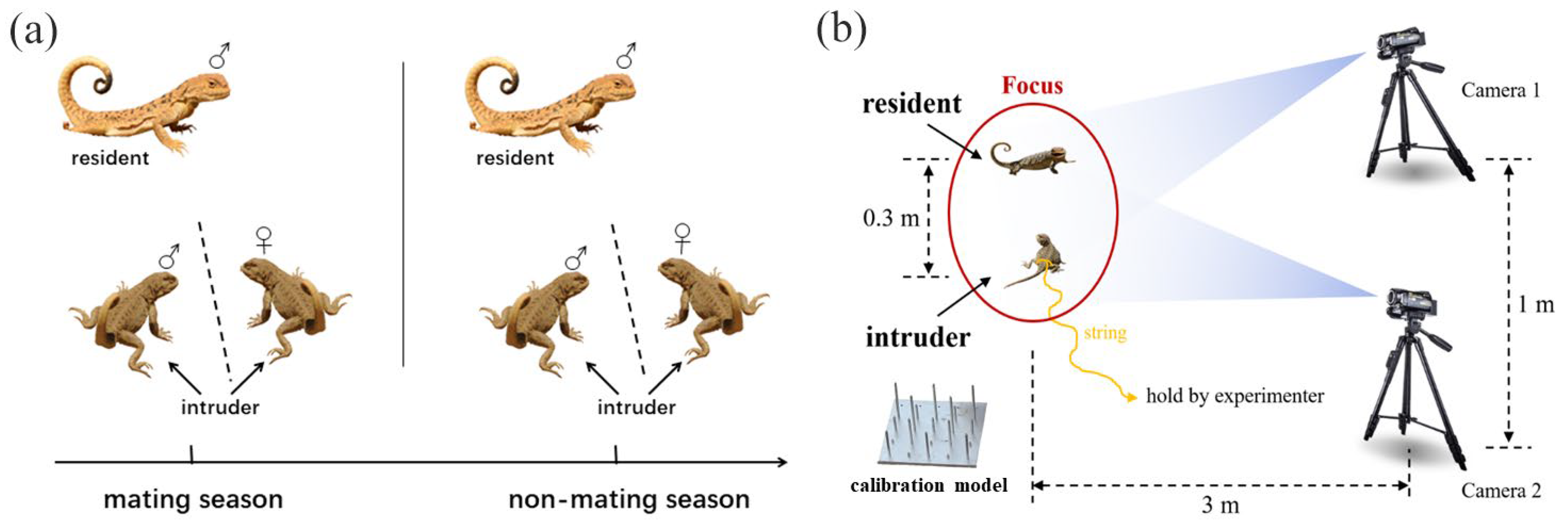Animals 15 00038 g001 Animals 15 00038 g001