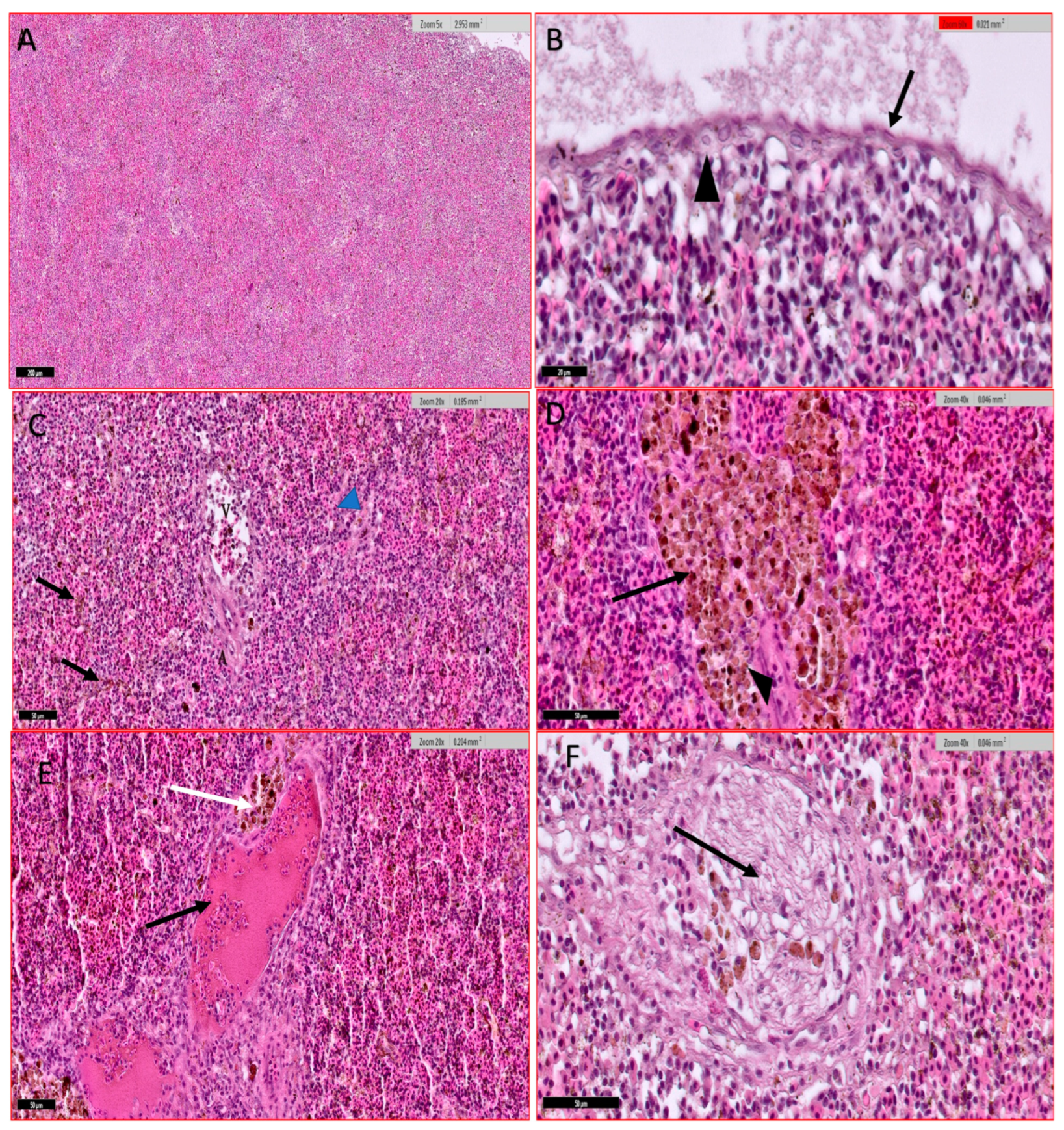 Animals 15 00039 g007 Animals 15 00039 g007