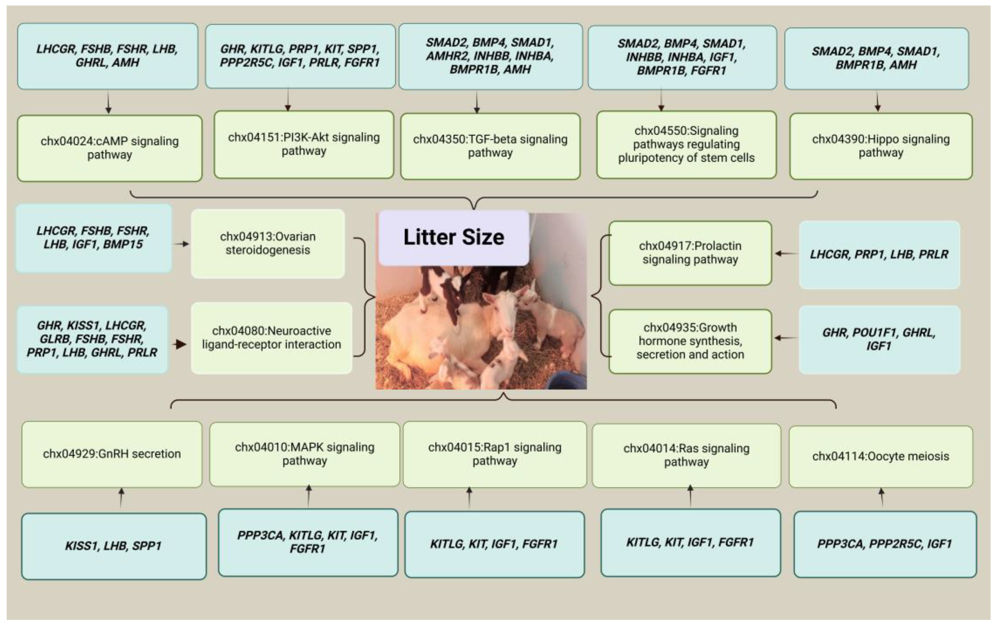 Animals 15 00082 g002 Animals 15 00082 g002