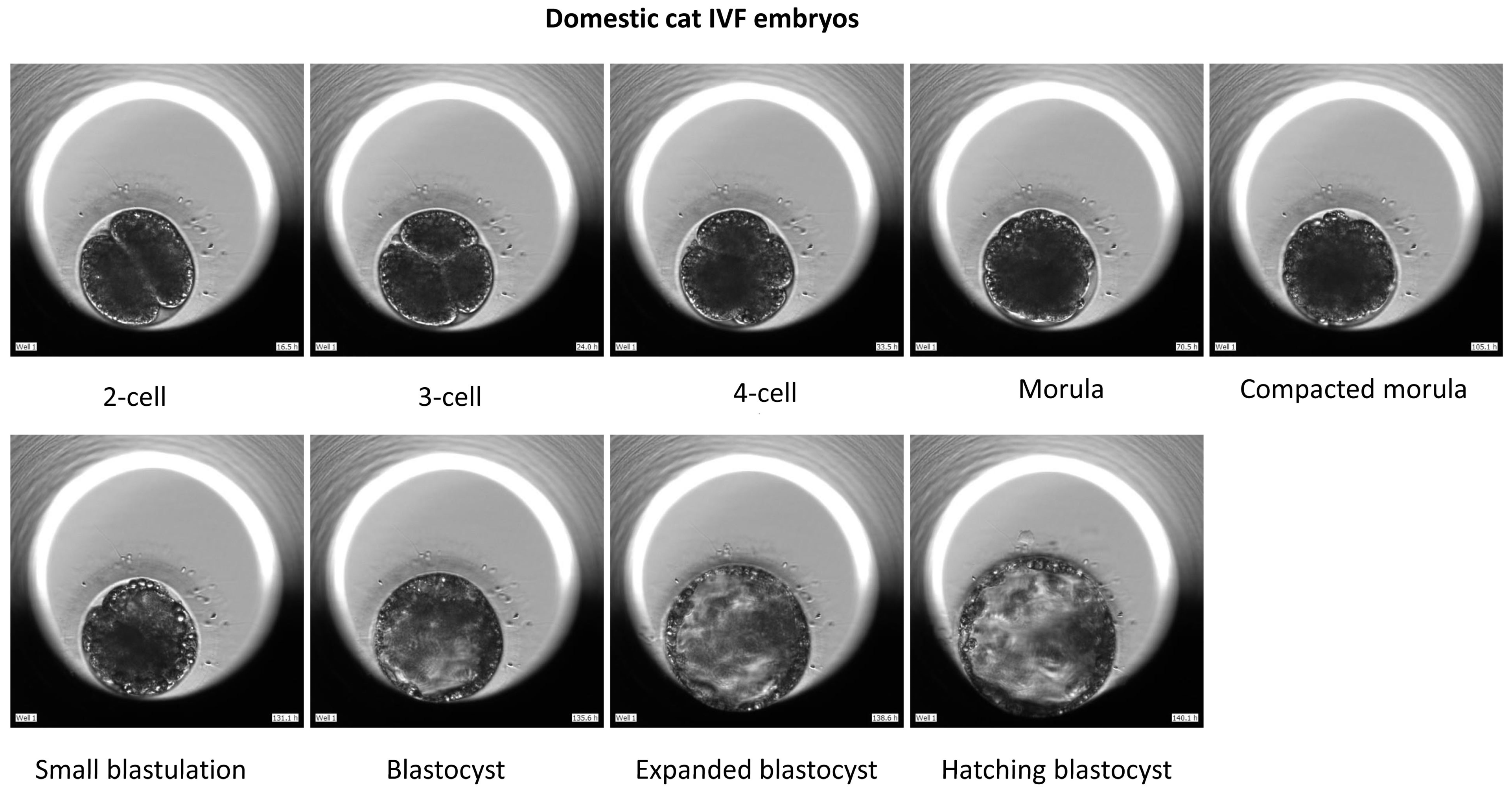 Animals 15 00148 g002