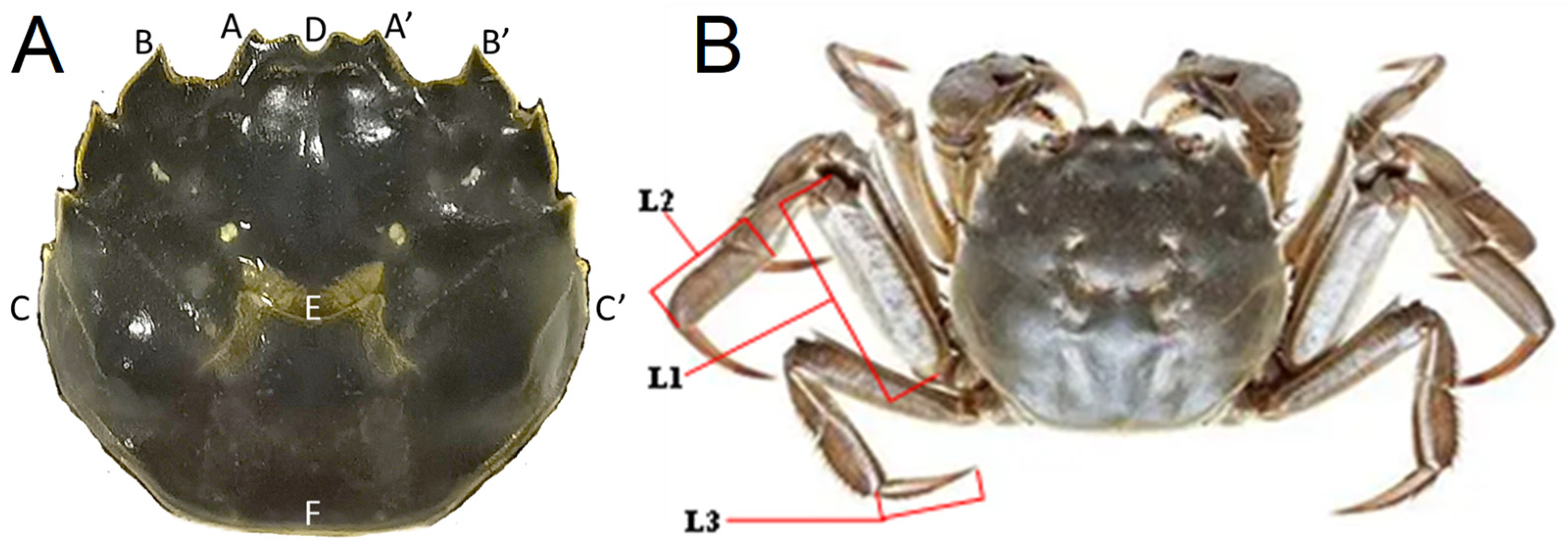 Animals 15 00243 g001