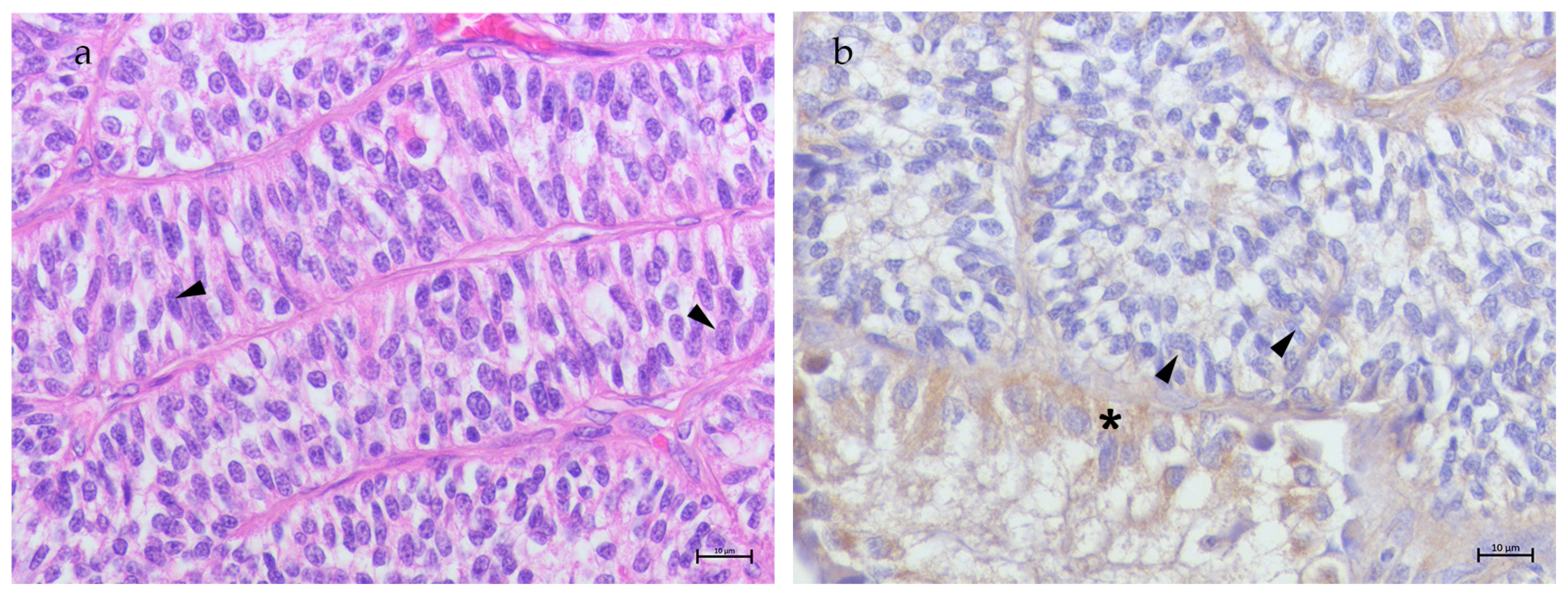 Animals 15 00264 g004