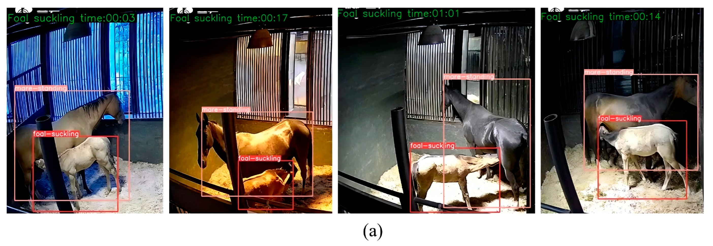 Animals 15 00340 g007a