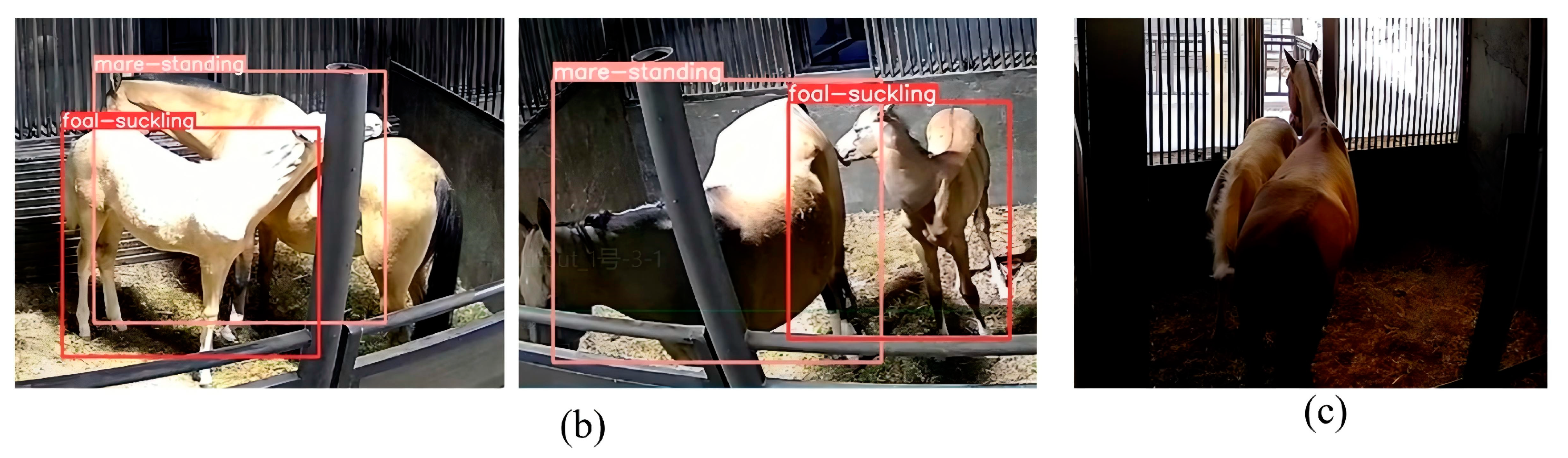 Animals 15 00340 g007b