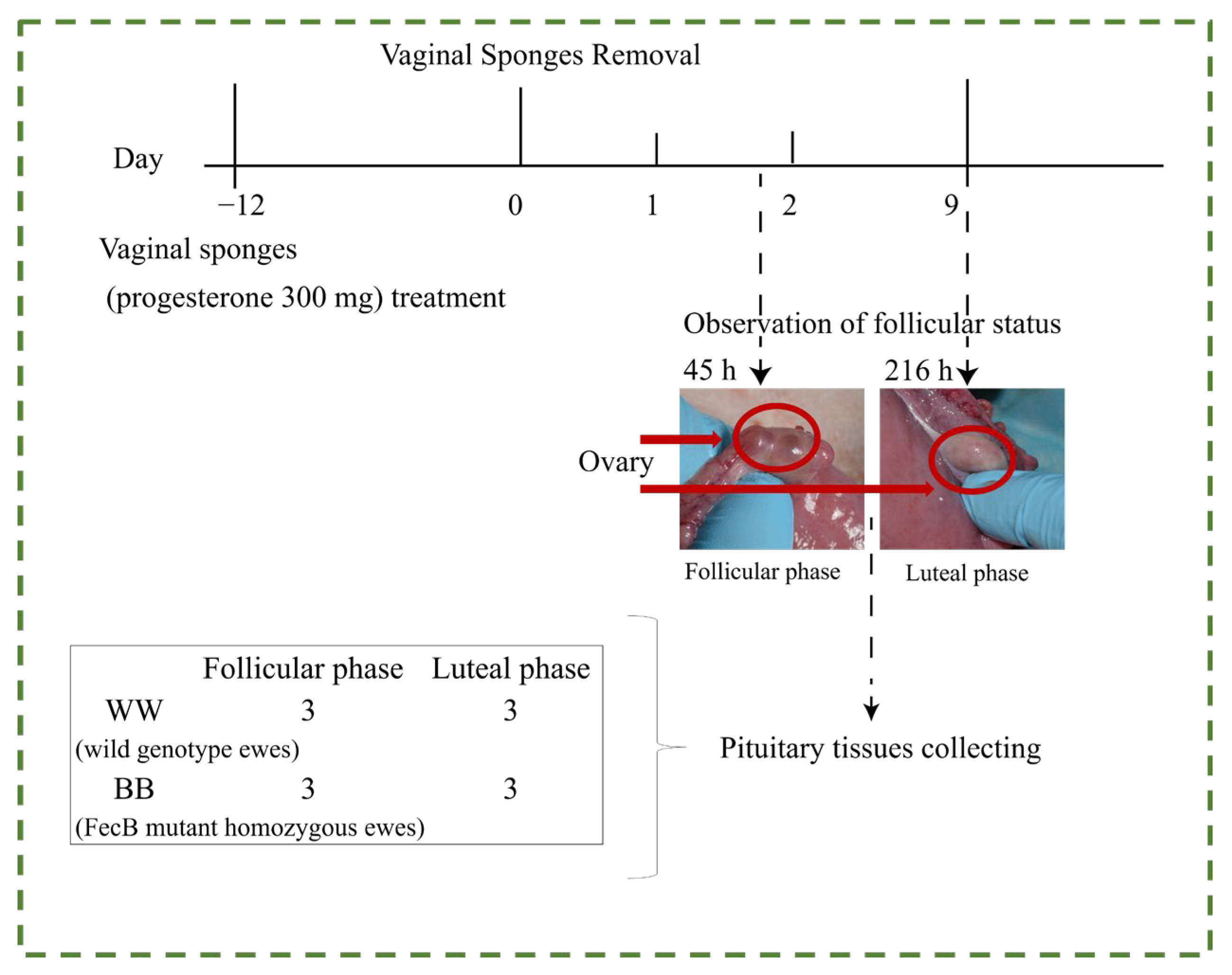 Animals 15 00392 g001
