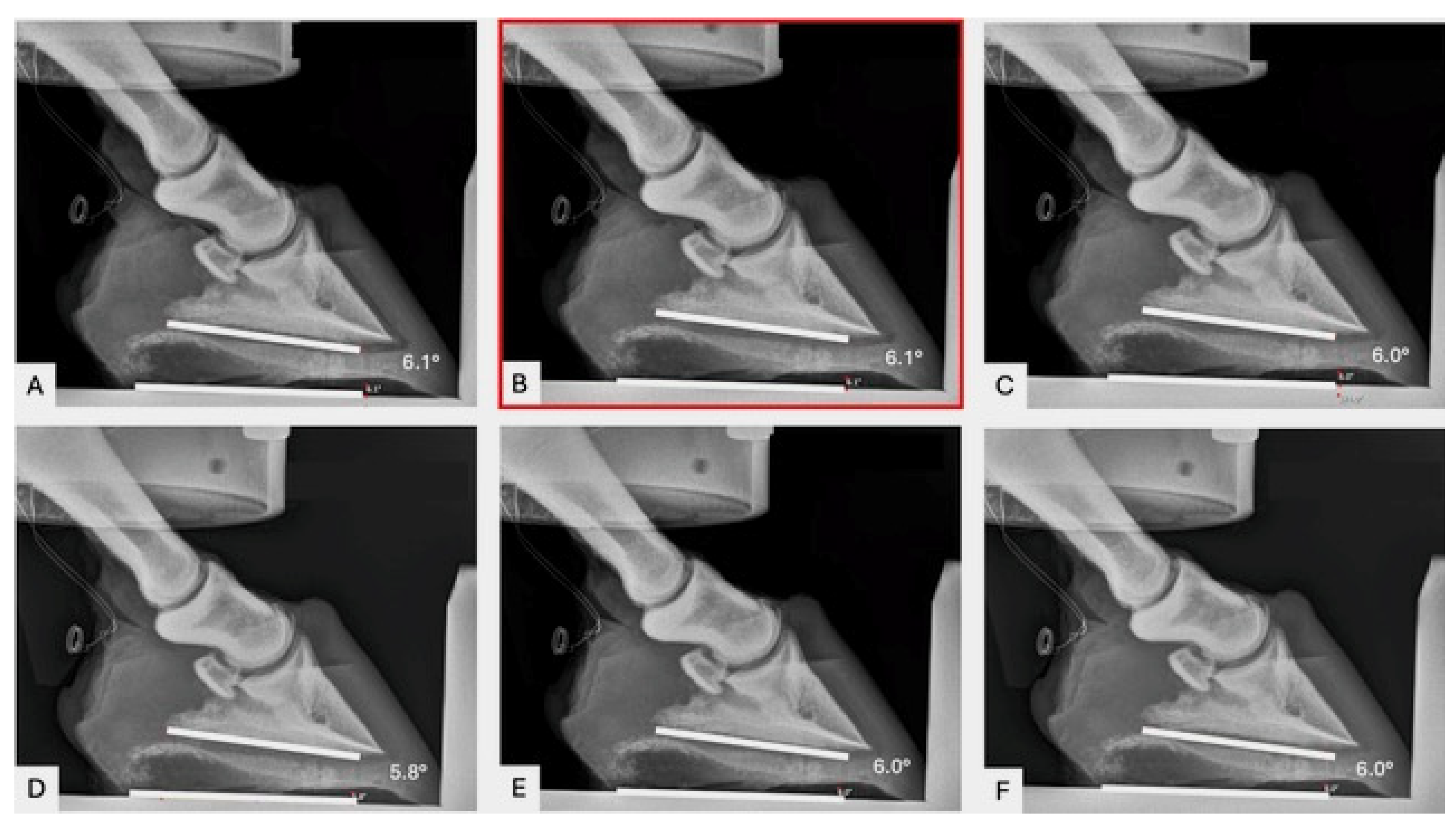 Animals 15 00406 g001