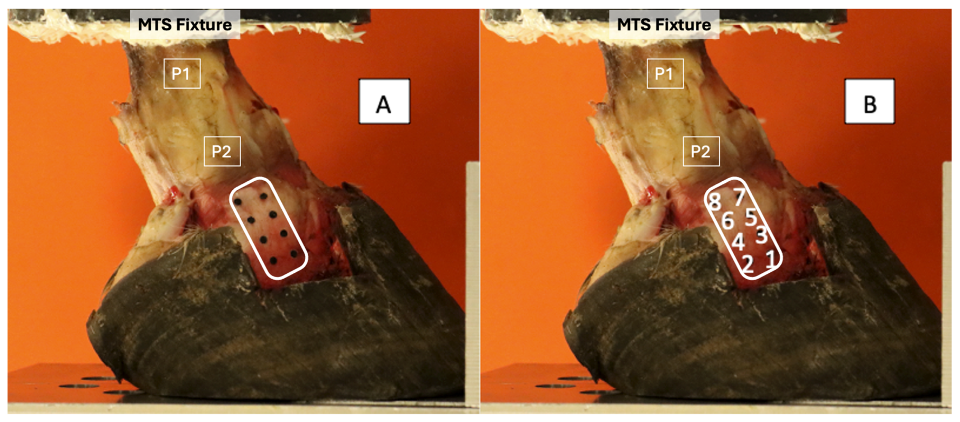 Animals 15 00406 g003