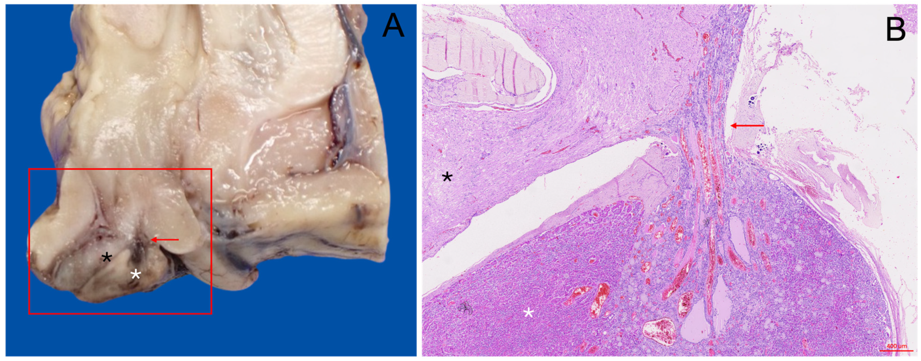 Animals 15 00735 g003