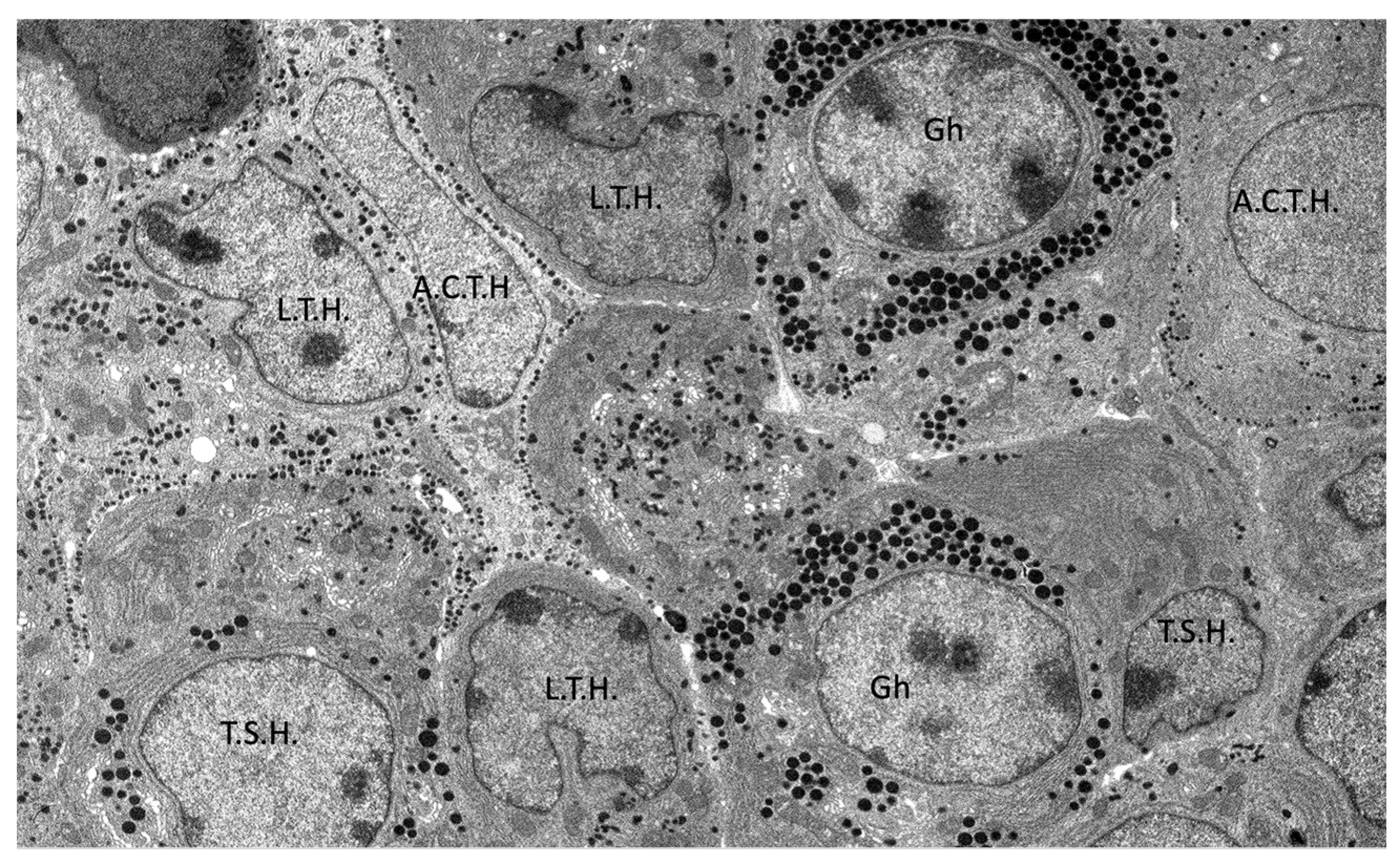 Animals 15 00735 g009