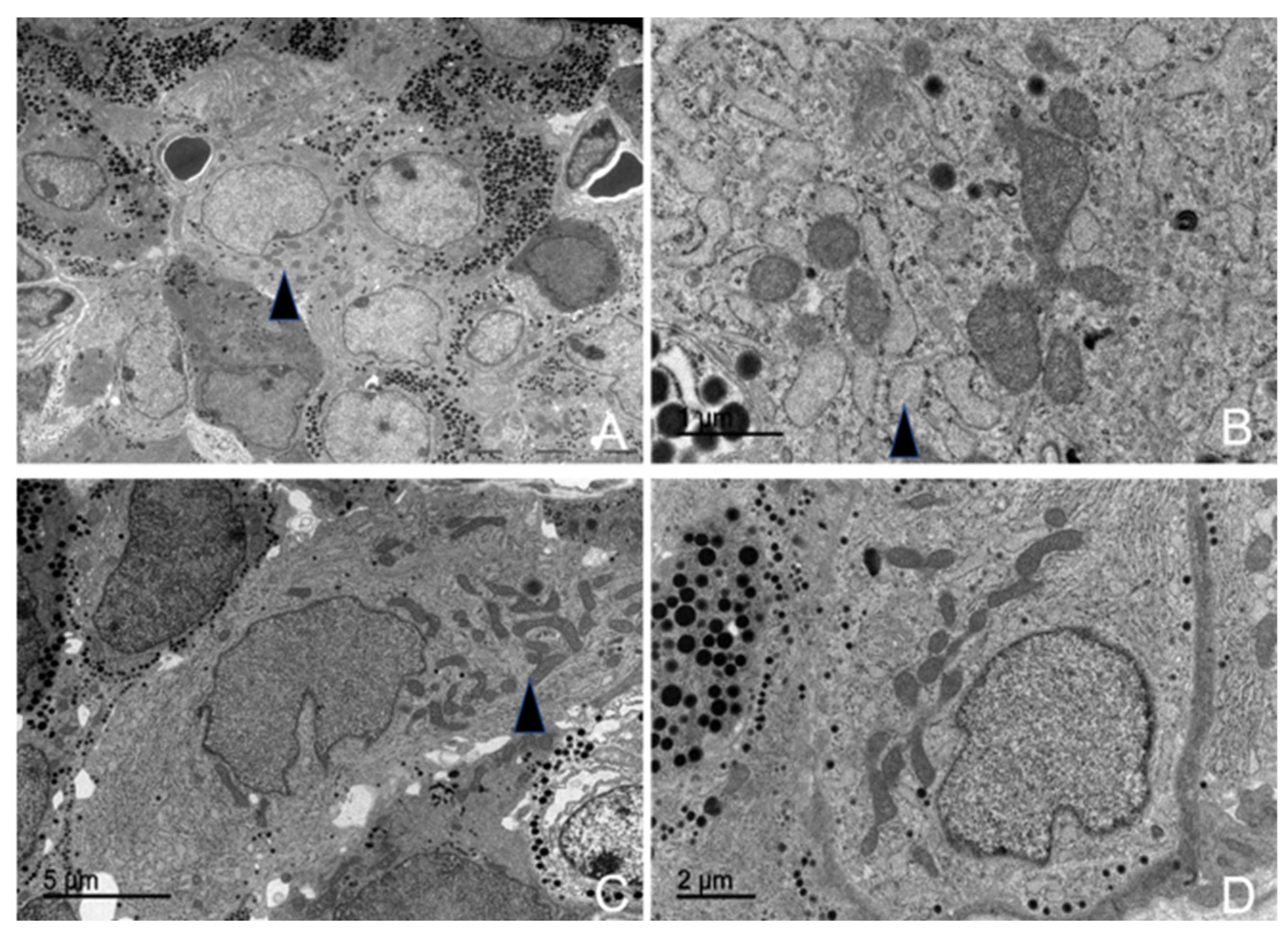 Animals 15 00735 g014