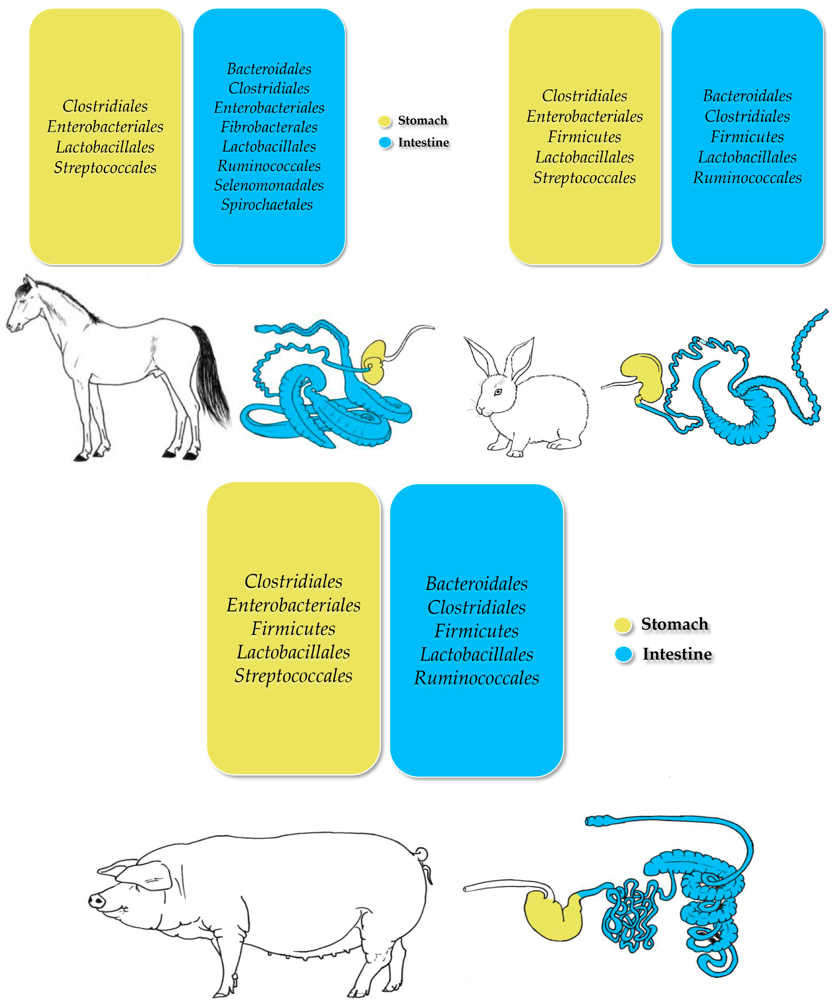 Animals 15 00758 g002