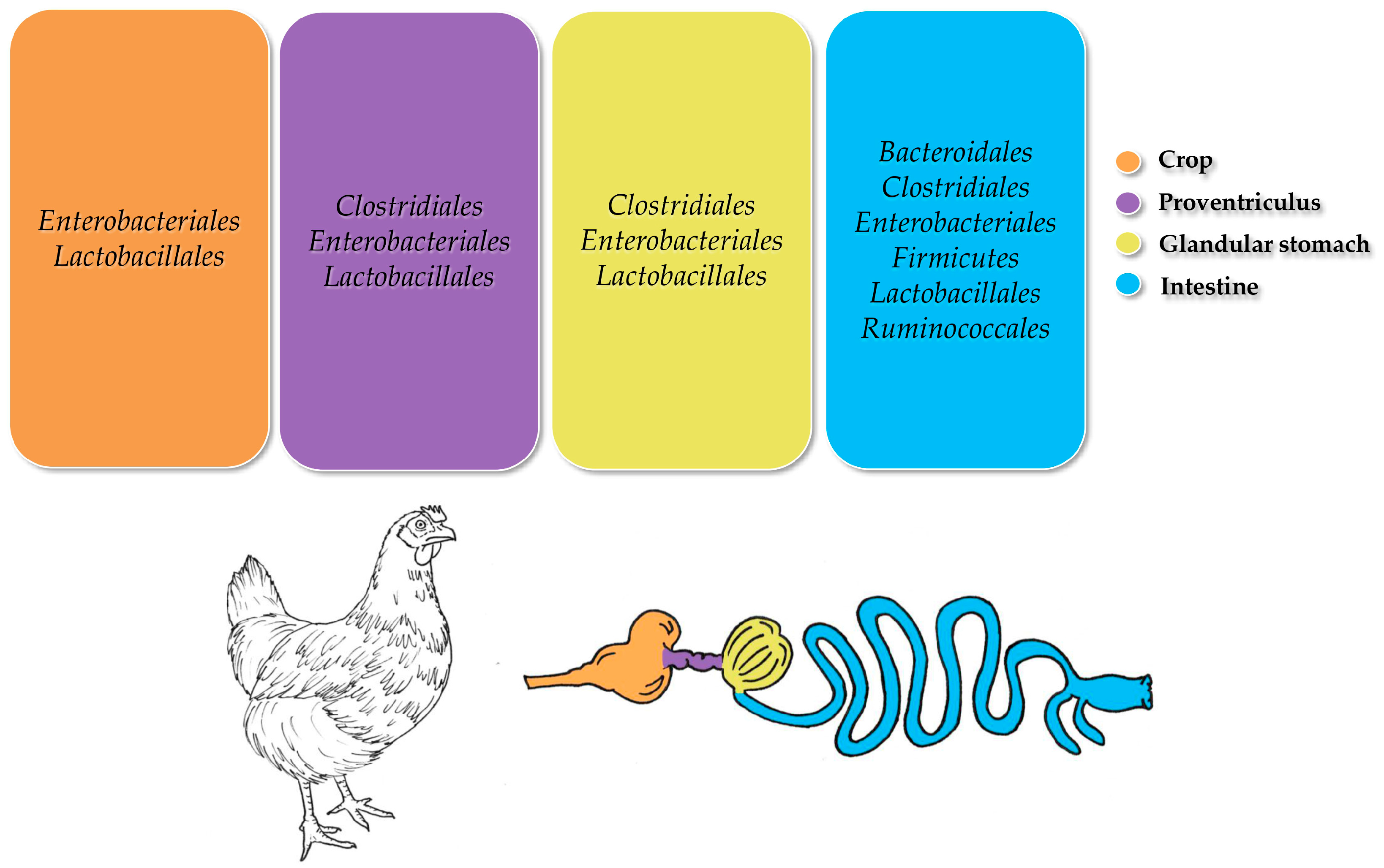 Animals 15 00758 g003