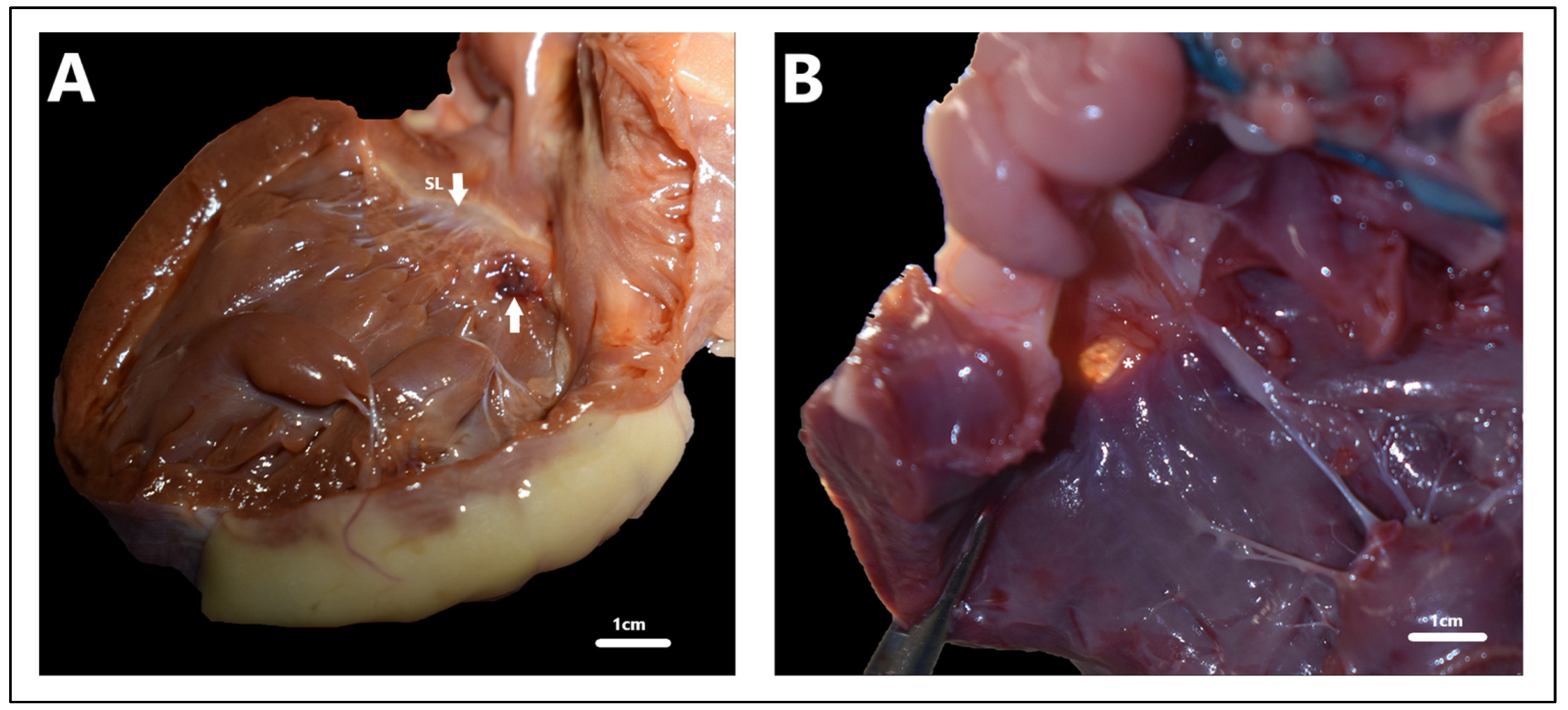 Animals 15 00850 g006