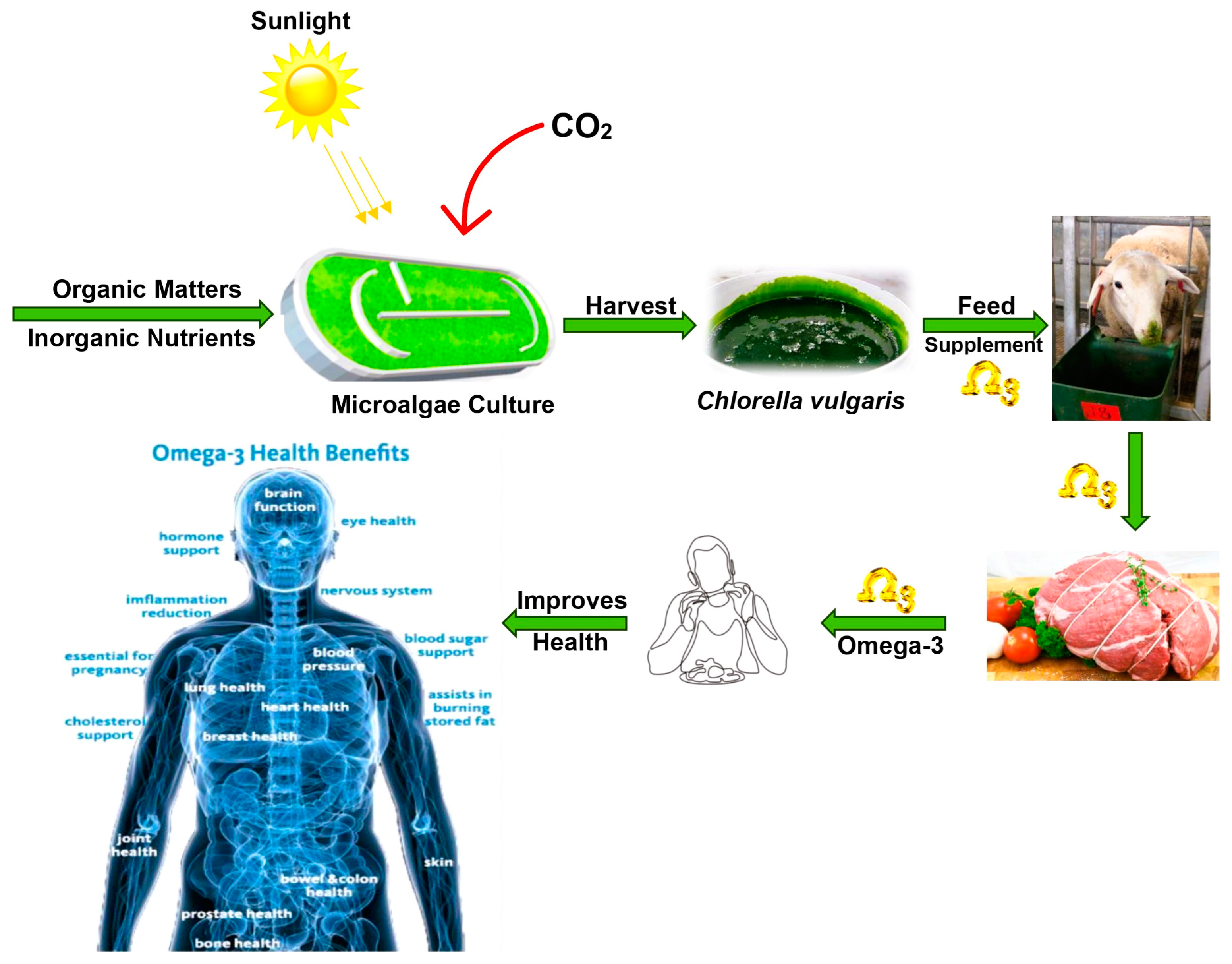 Animals 15 00879 g002