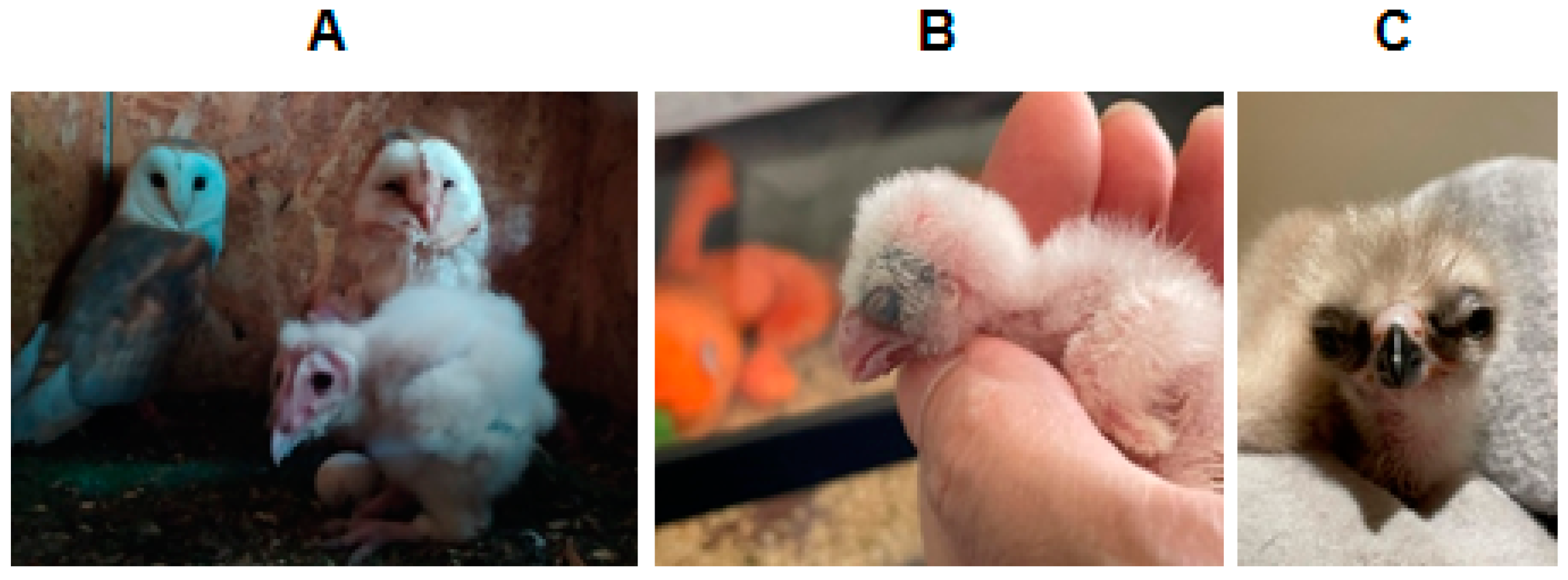 Animals 15 00892 g001