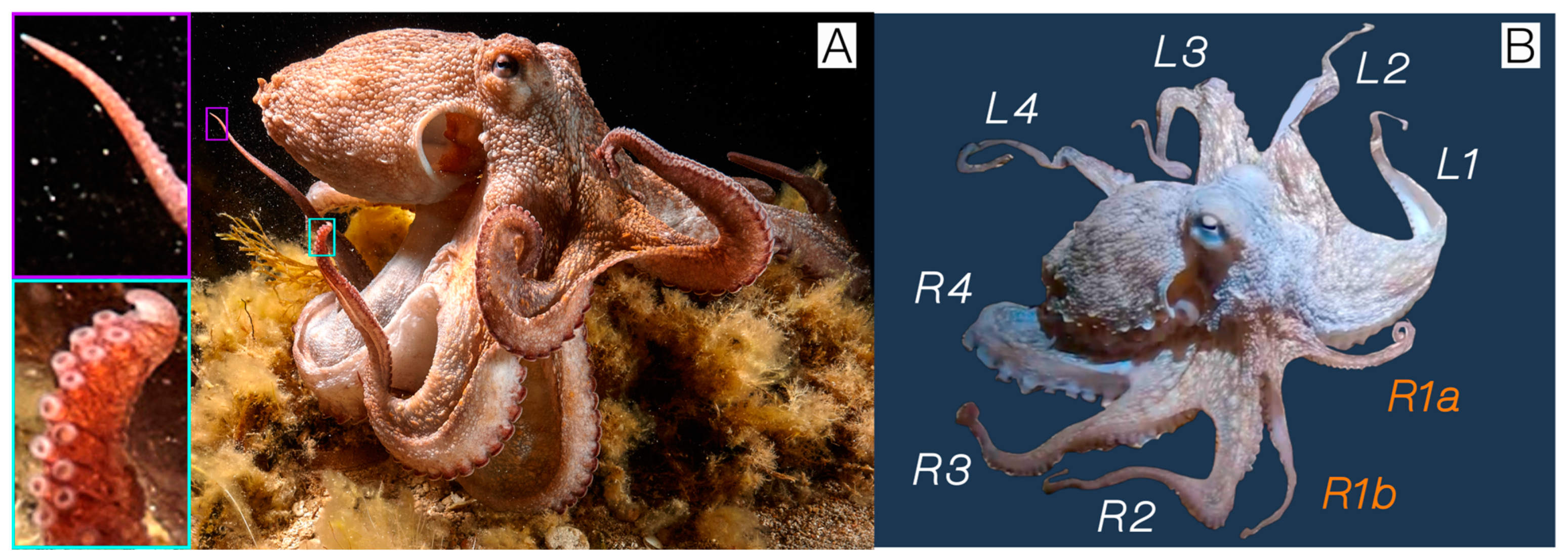 Animals 15 01034 g001