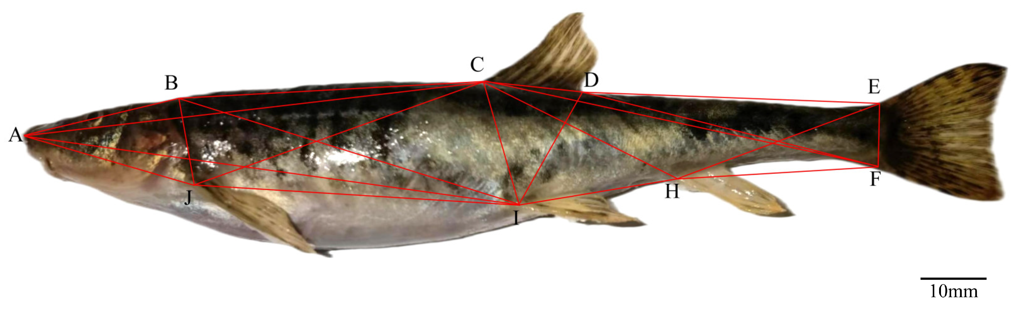 Animals 15 01039 g003 Animals 15 01039 g003