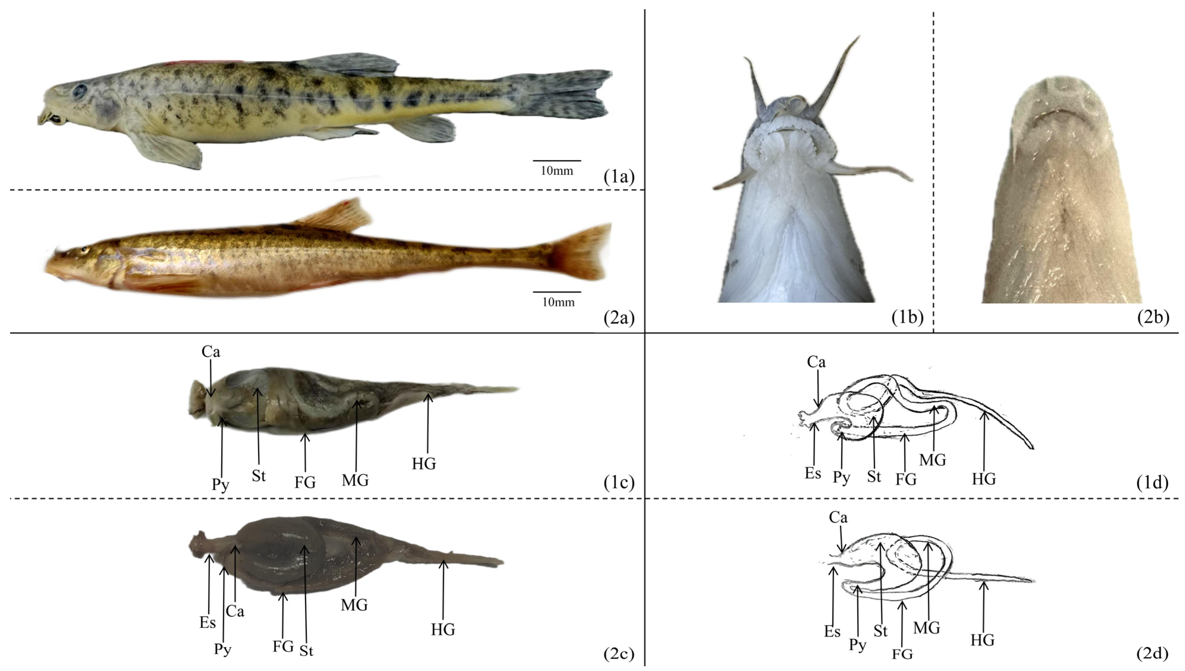 Animals 15 01095 g001 Animals 15 01095 g001