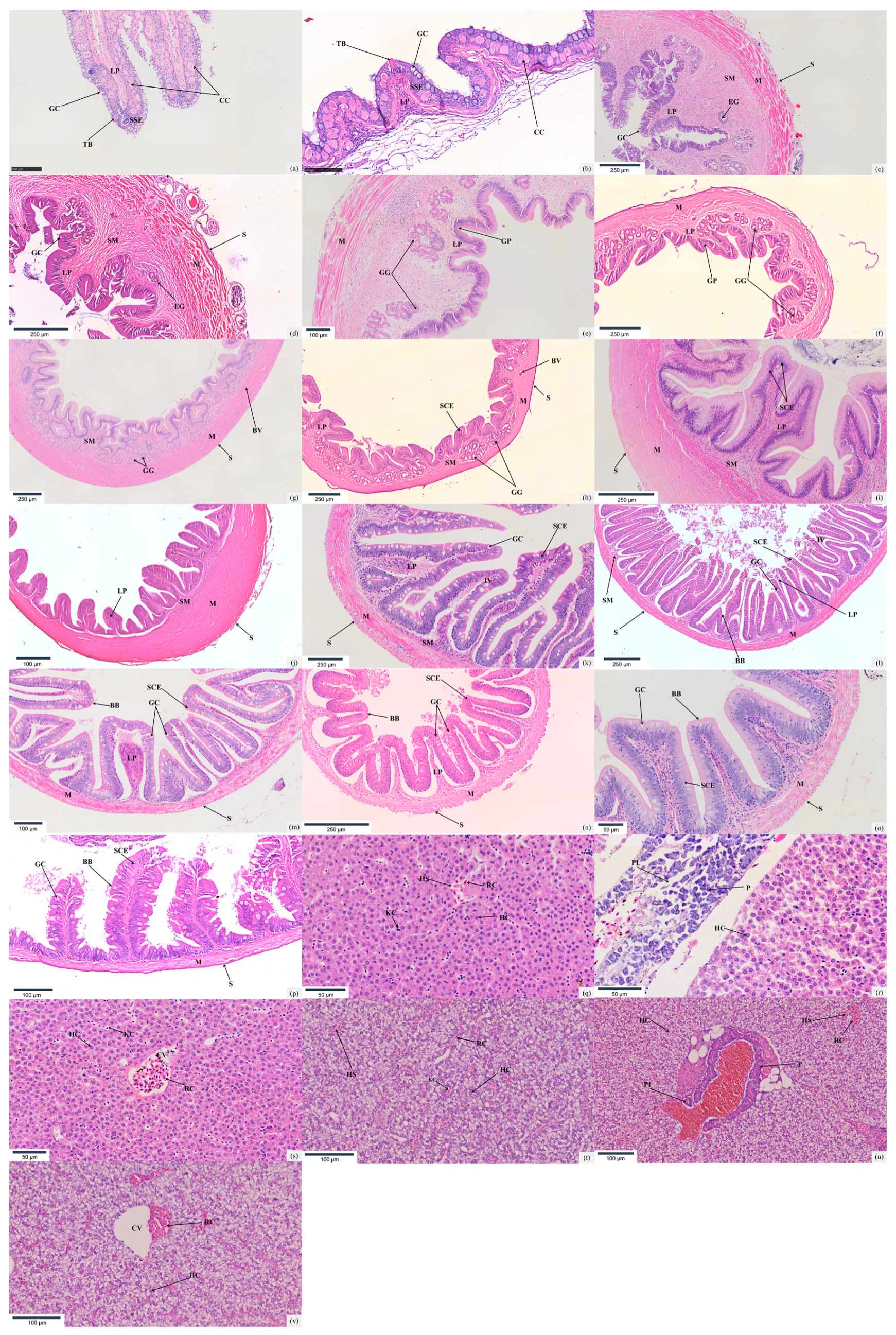 Animals 15 01095 g002 Animals 15 01095 g002