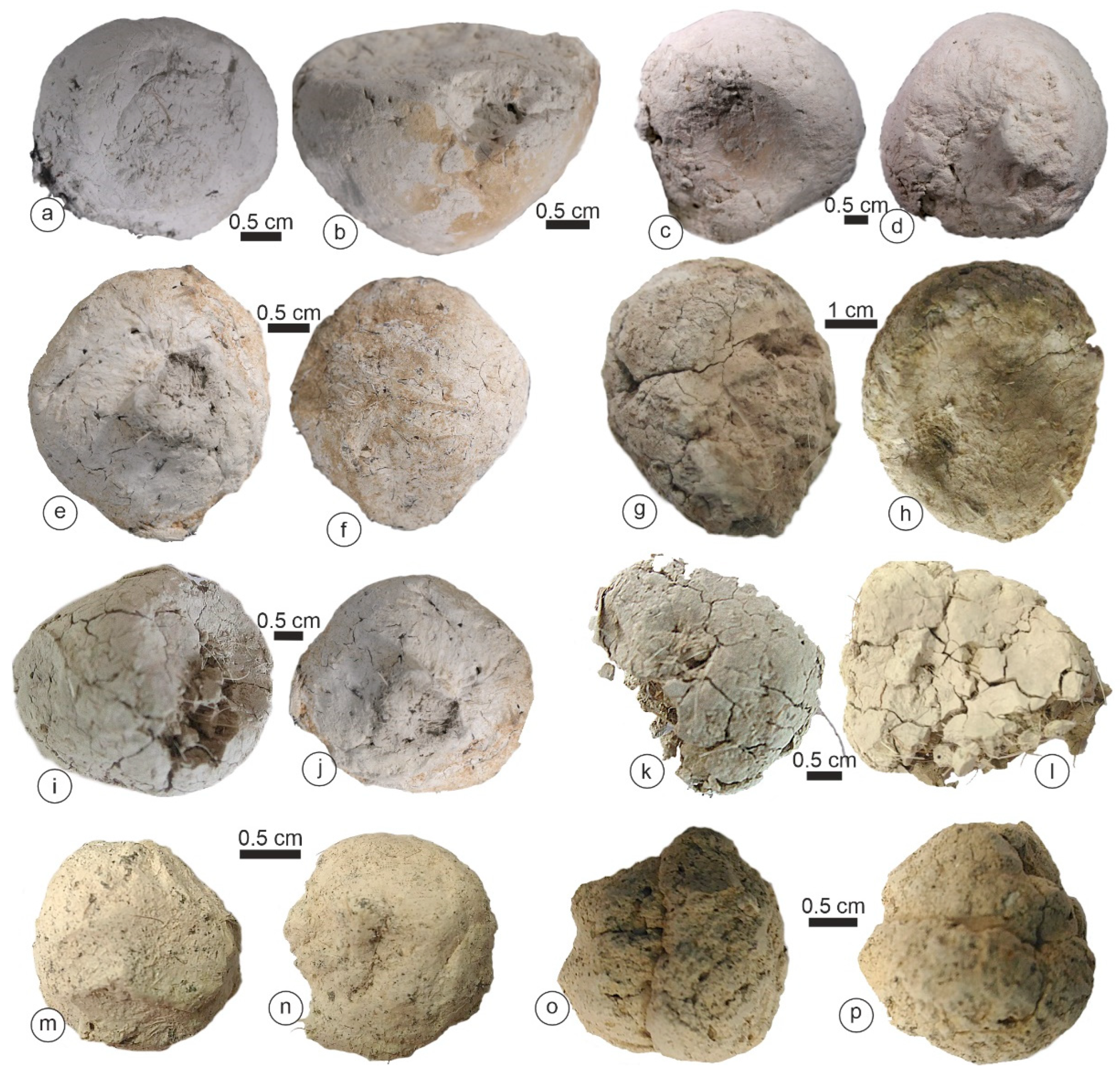 Animals 15 01145 g002